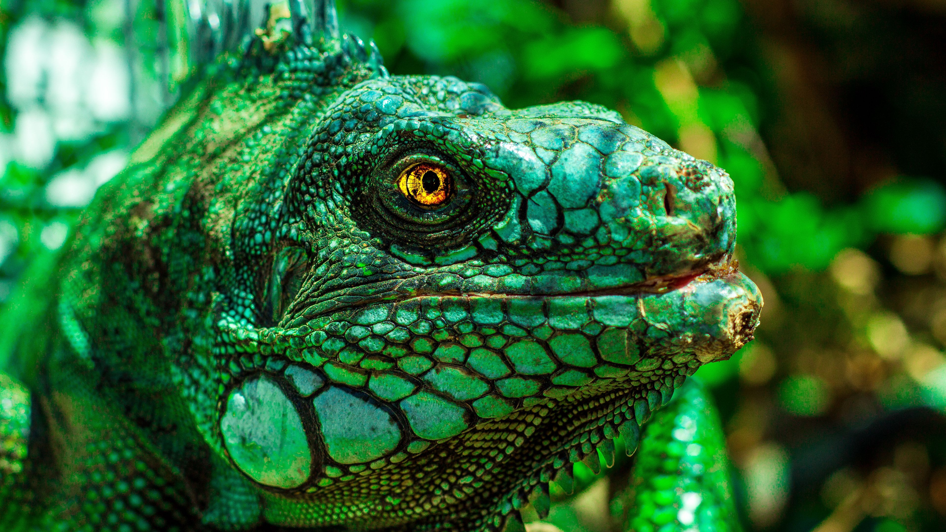 iguana, eyes, reptile, 4k, HD Wallpaper