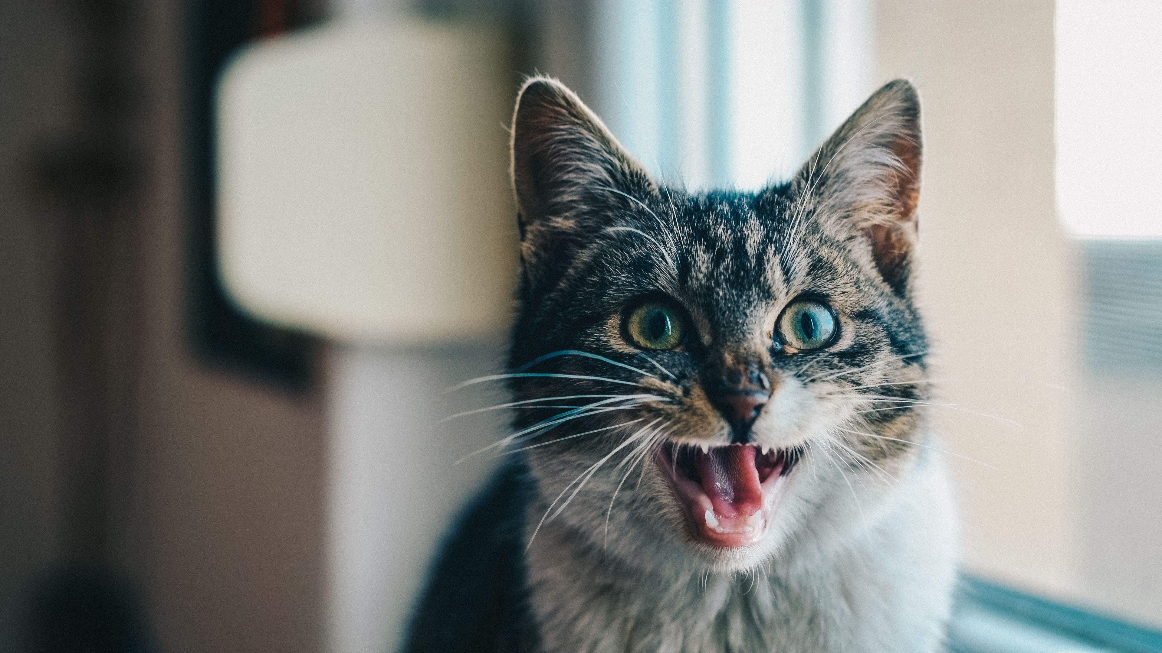 cat, scream, emotion, 4k, HD Wallpaper