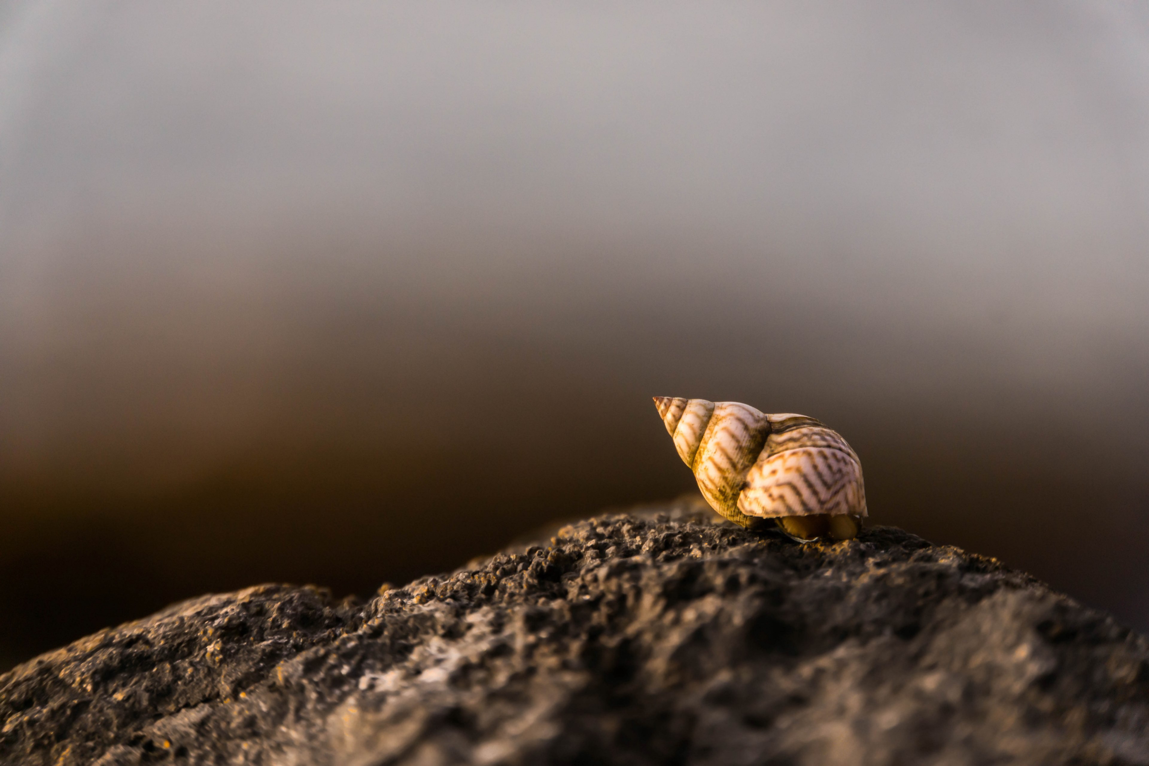 shell hermit crab sealife and rock 4k, HD Wallpaper