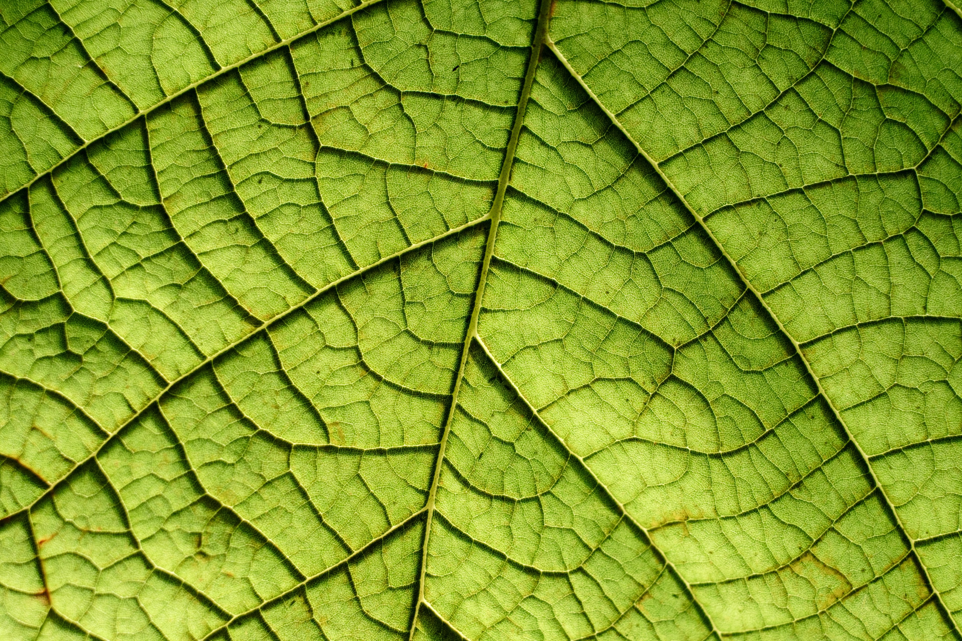 leaf vein leaf vein and detail 4k, HD Wallpaper
