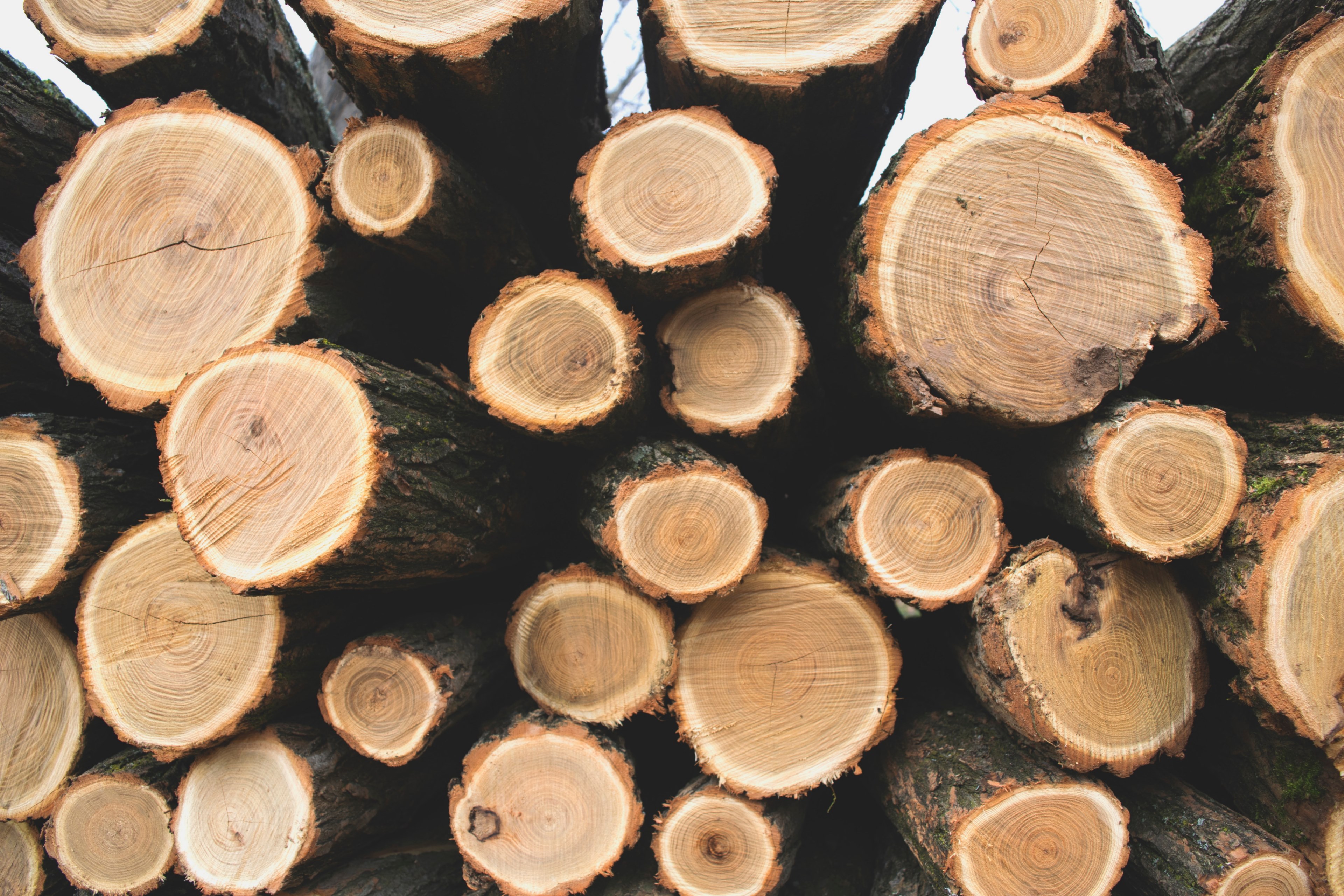 logs of lumber wood stacked on each other showing its circular parts, tree rings pattern 4k, HD Wallpaper
