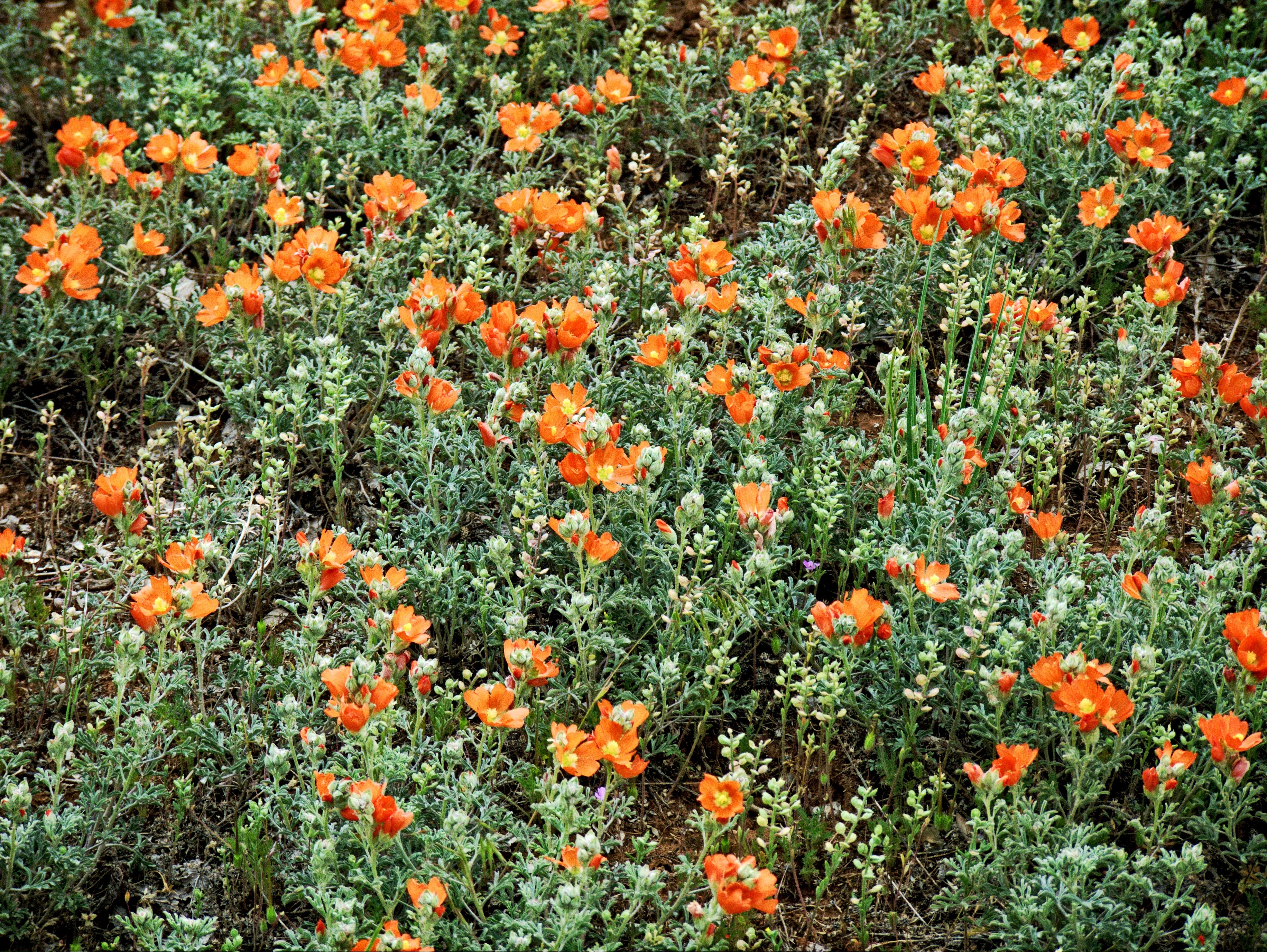 a dense patch of red poppies, poppies in sunlight 4k, HD Wallpaper
