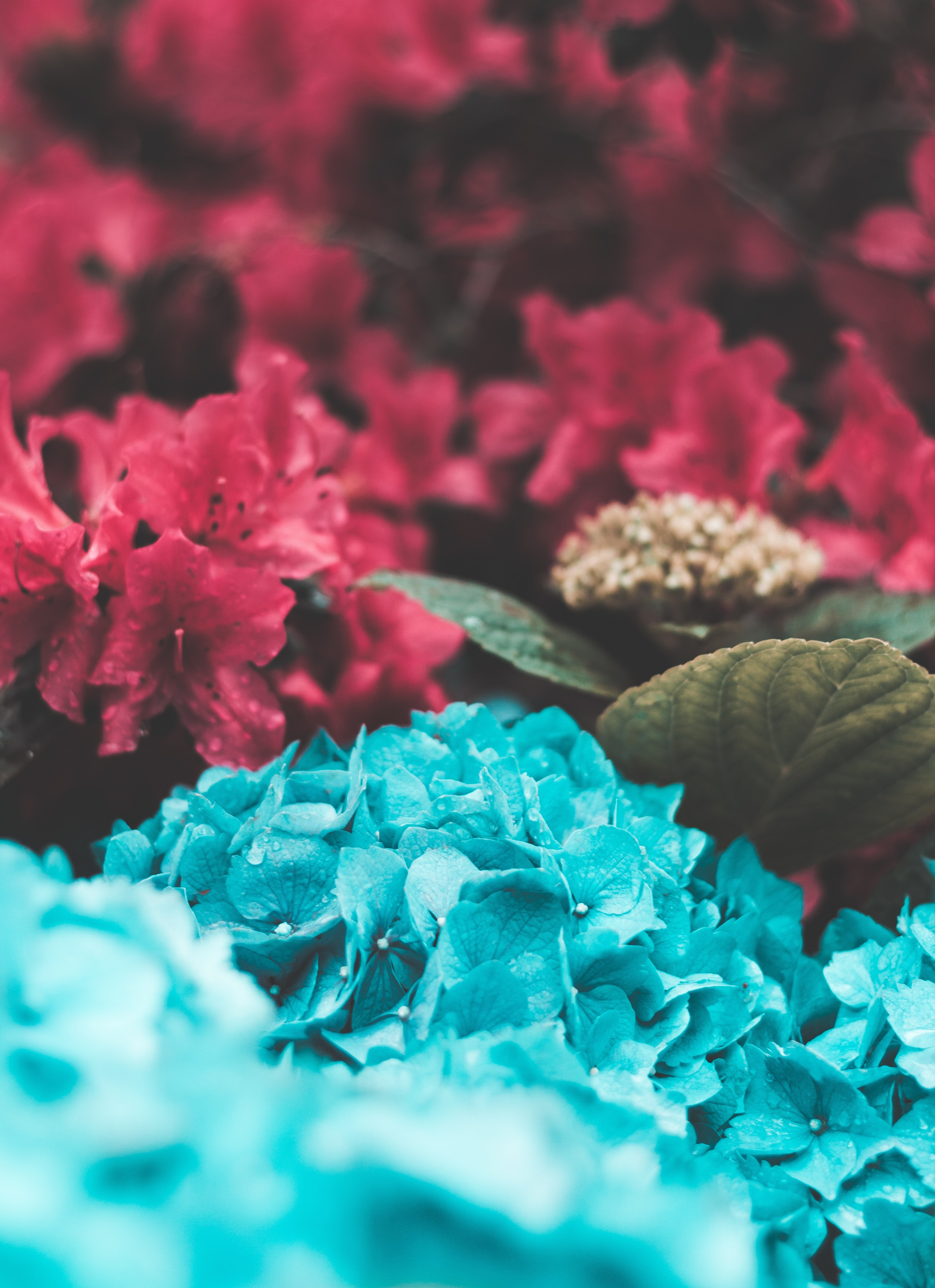 clusters of red and blue hydrangea flowers, blended 4k, Phone HD Wallpaper
