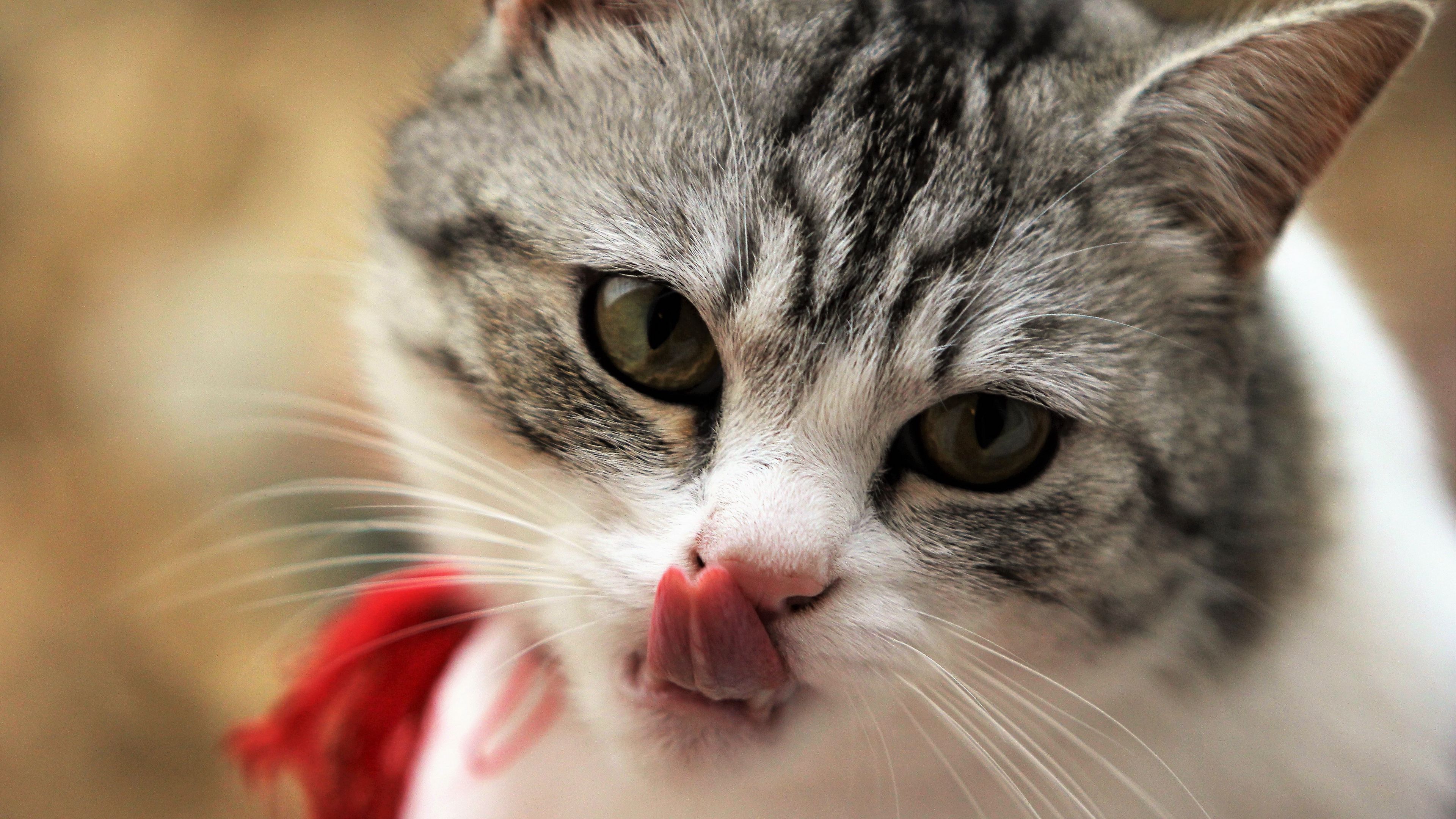 cat, licking, muzzle, 4k, HD Wallpaper