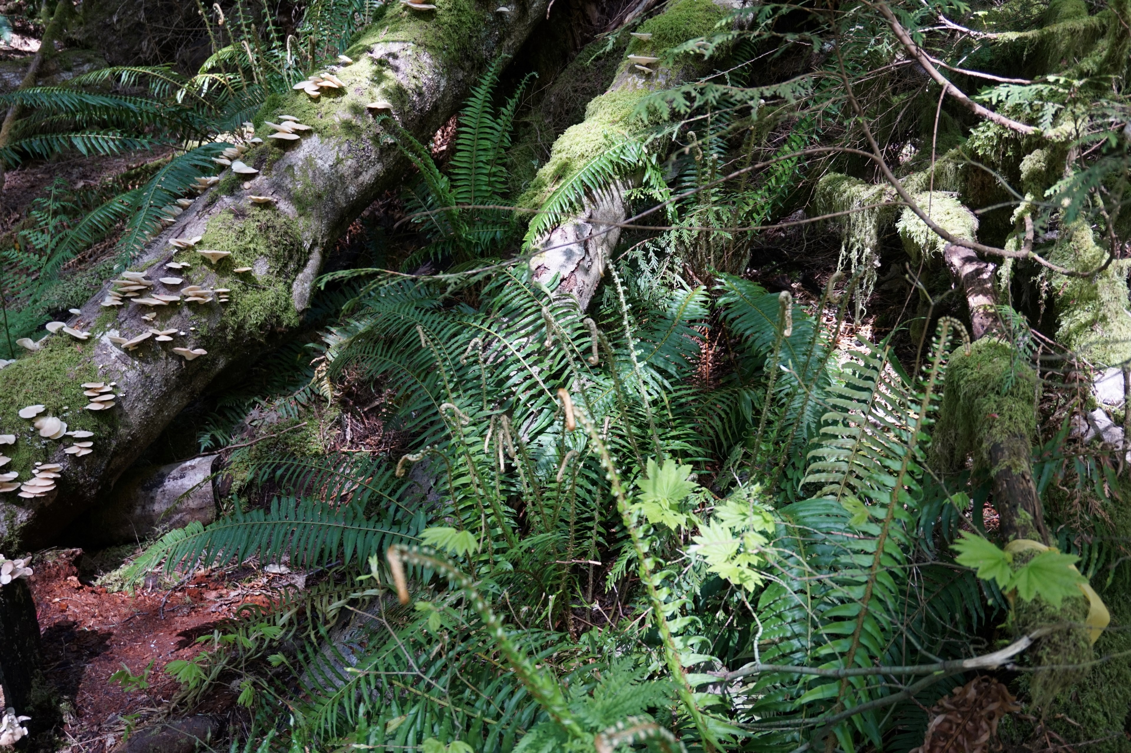 walking through the pacific northwest trails 4k, HD Wallpaper
