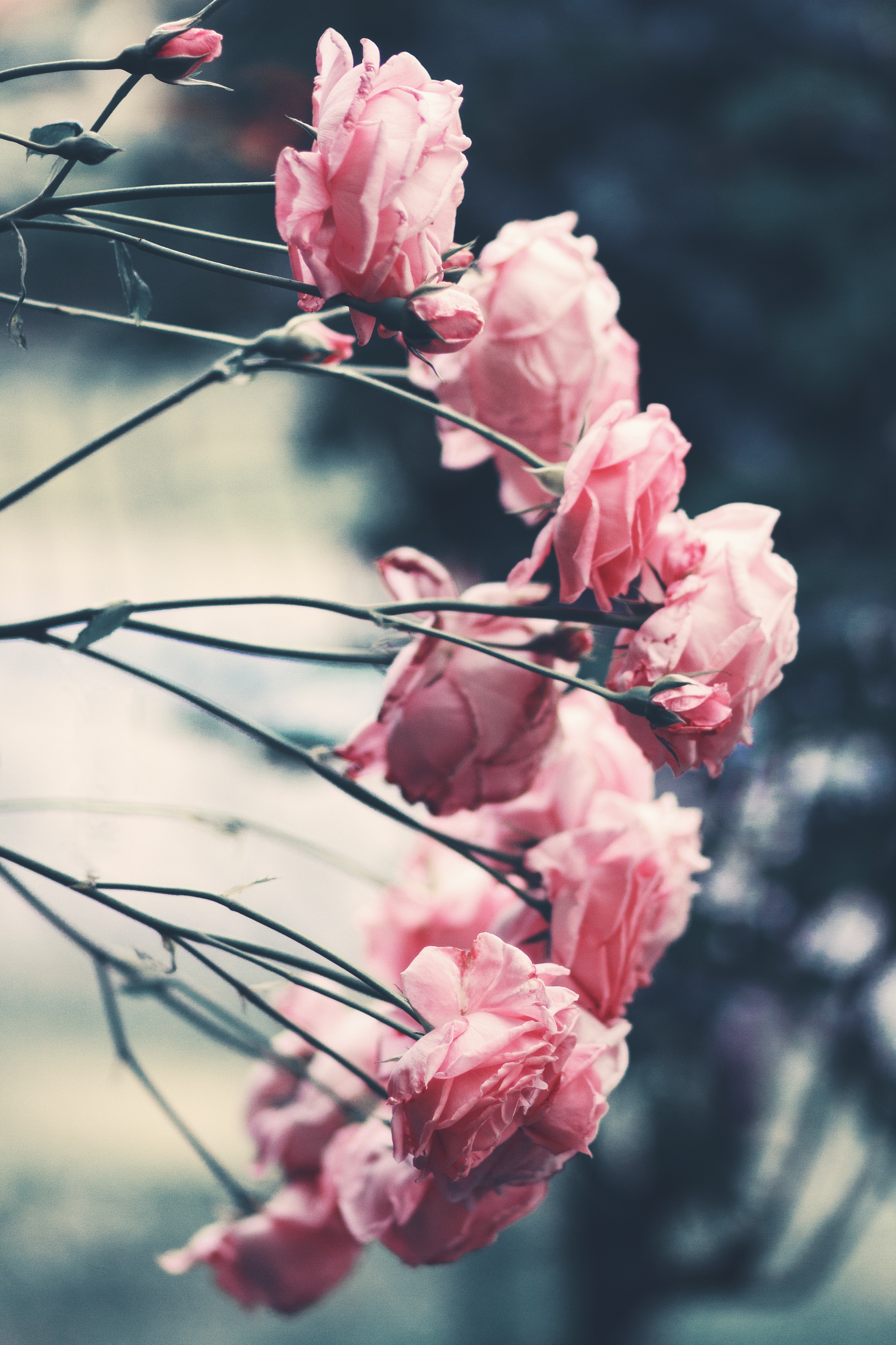 stems with pink roses leaning to the side, leaning roses 4k, Phone HD Wallpaper