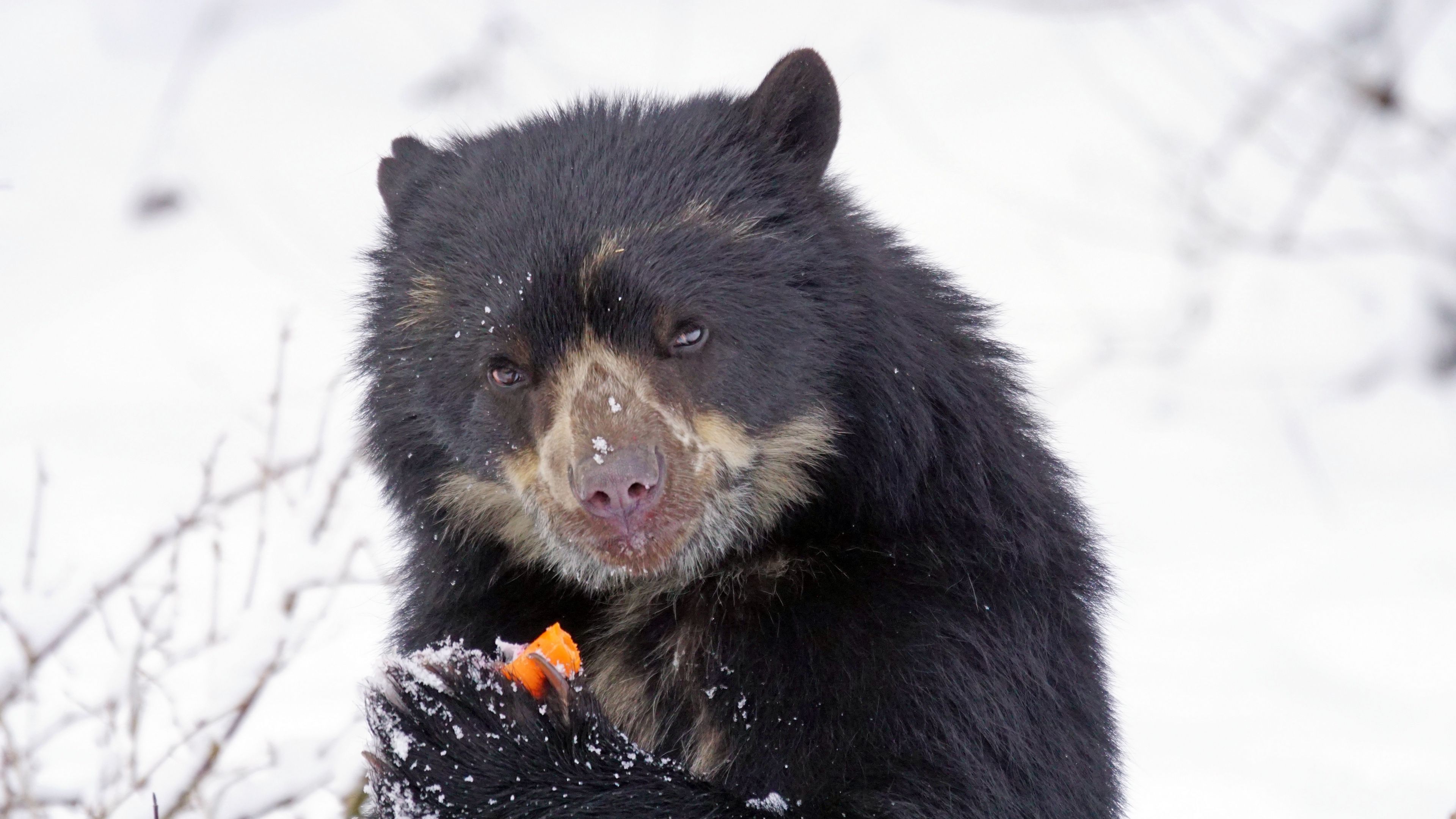 spectacled bear, andean bear, funny, 4k, HD Wallpaper