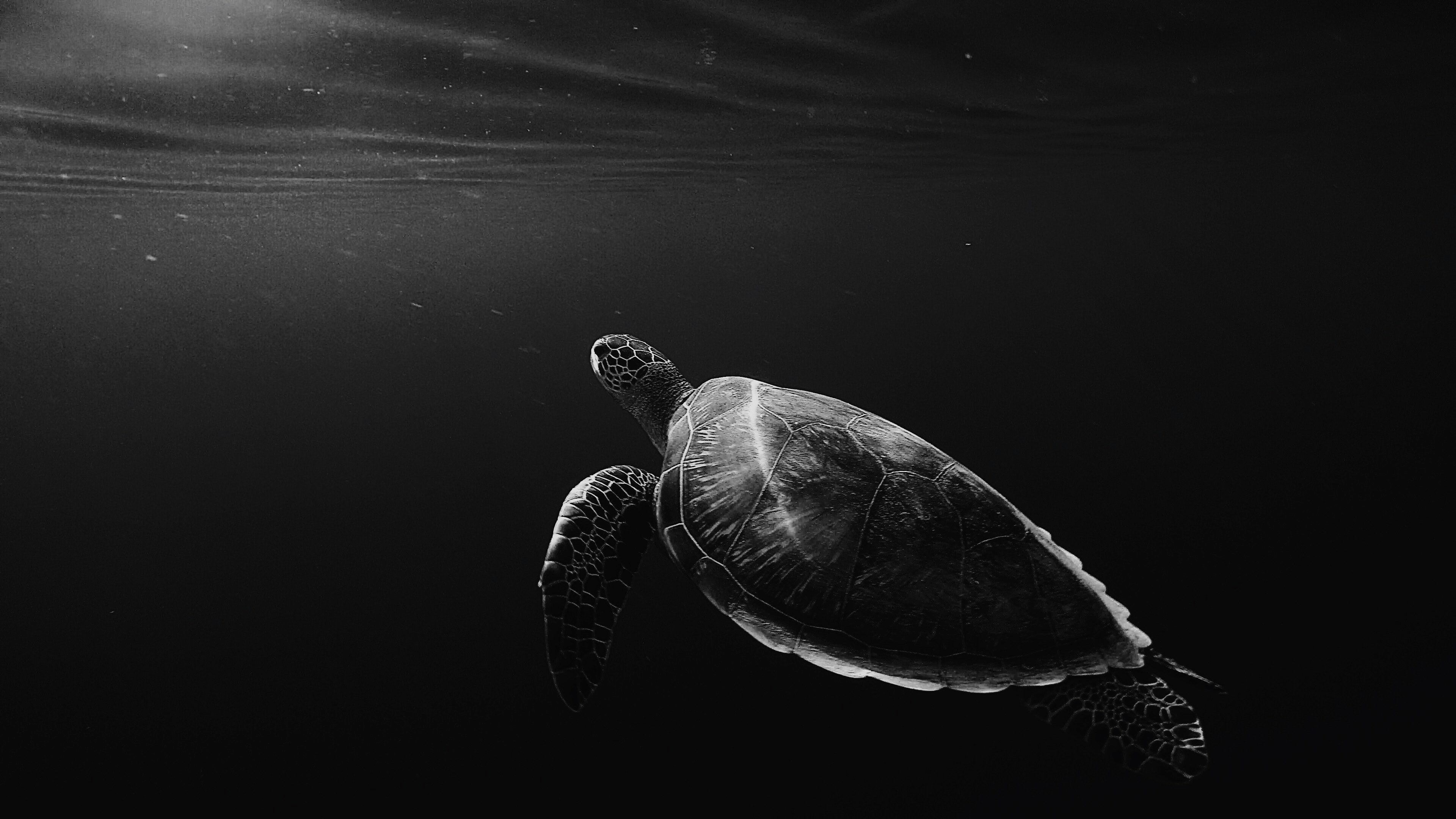 black and white underwater shot of lone turtle swimming in sea, monochrome lone turtle in sea 4k, HD Wallpaper