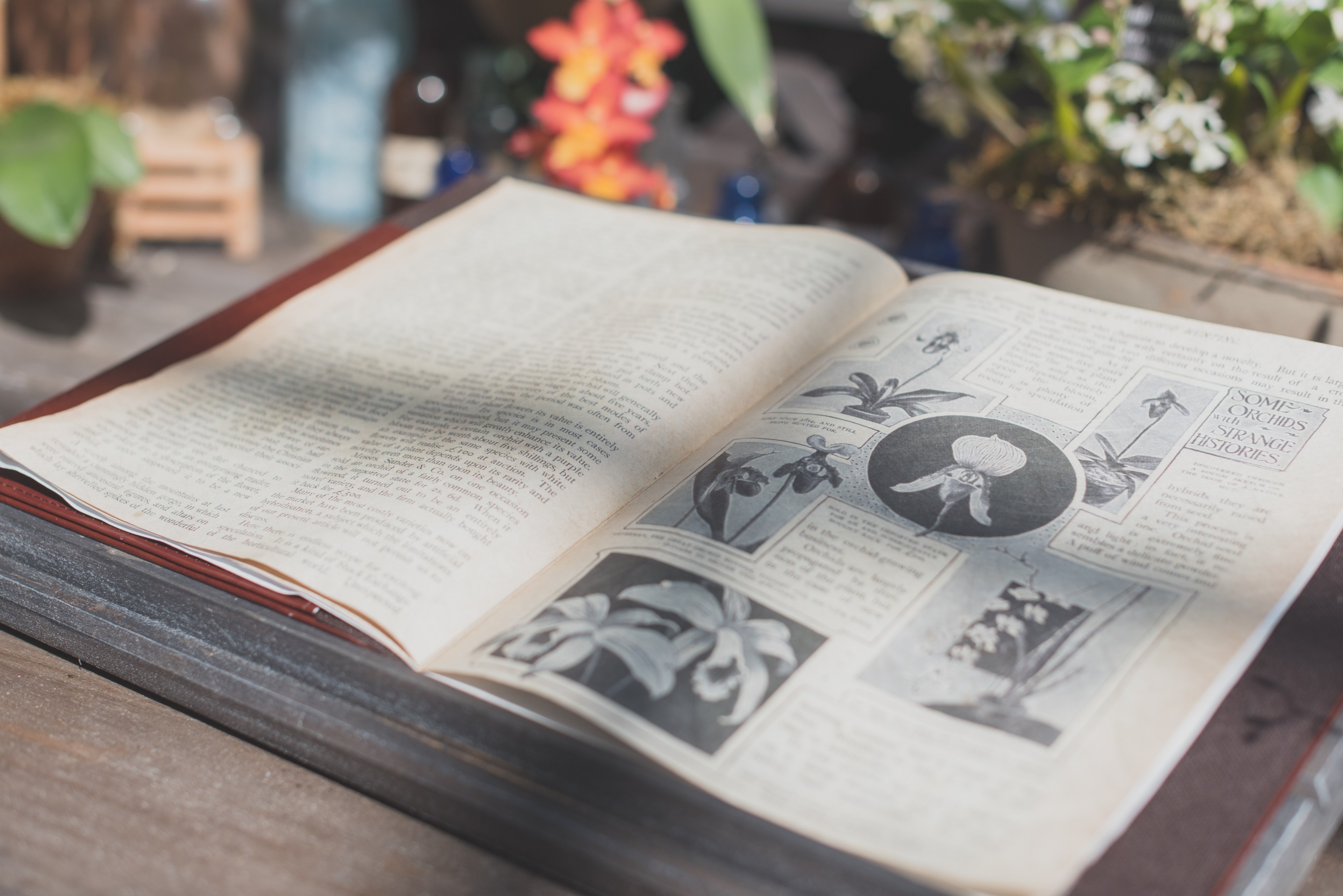 an open book with black and white images of flowers, old botany book 4k, HD Wallpaper