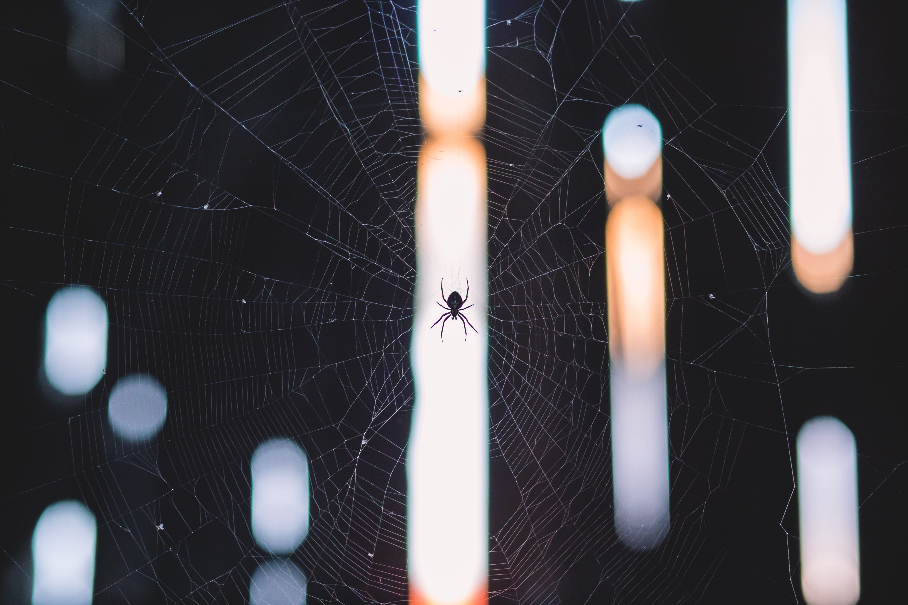 a little spider in his web, _spider web 4k, HD Wallpaper