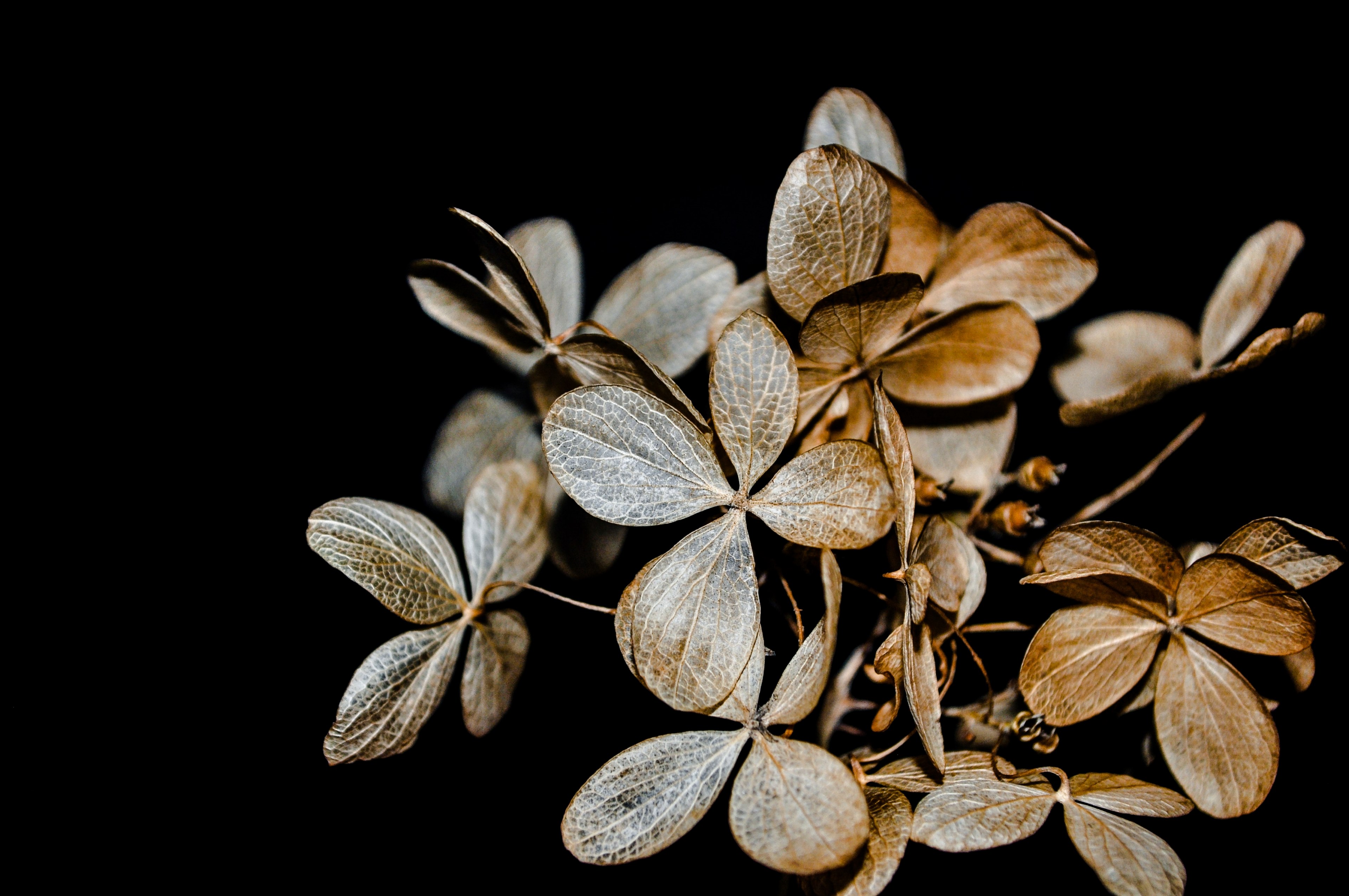 hydrangea brown petal and ingredient 4k, HD Wallpaper