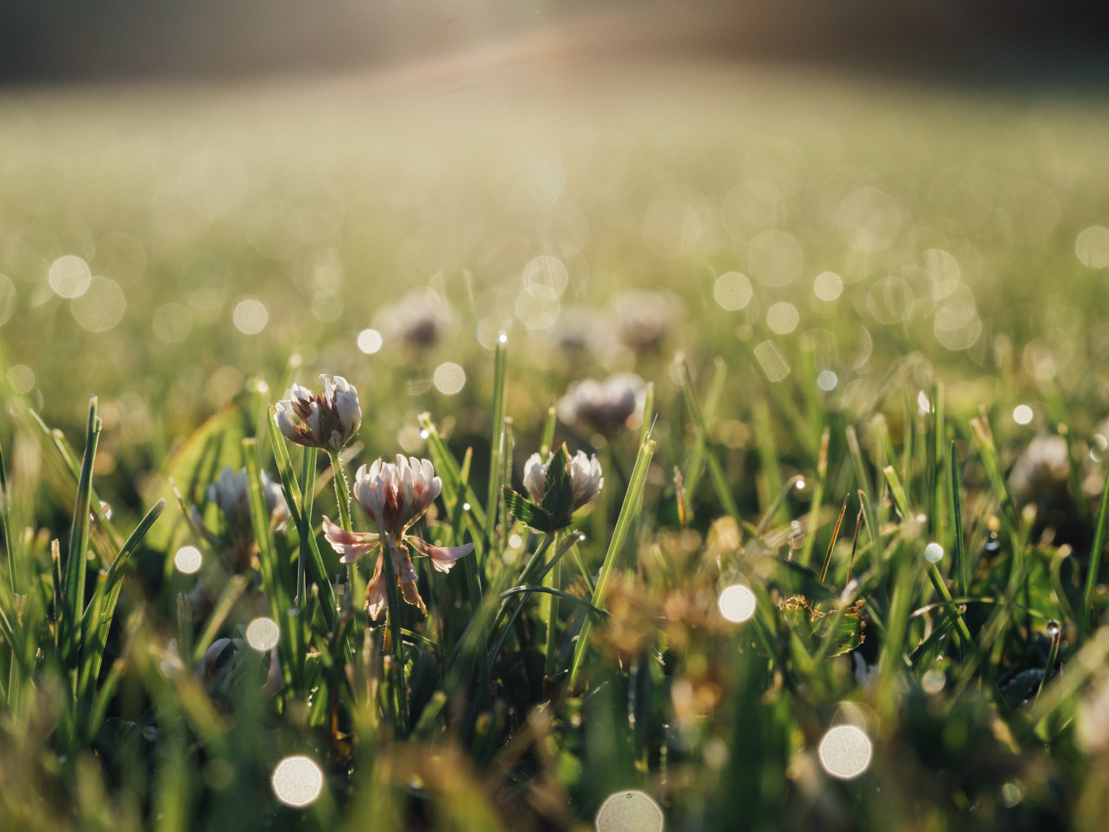 white flowers in the dew covered grass with bokeh effect, flowers in a patch of grass 4k, HD Wallpaper