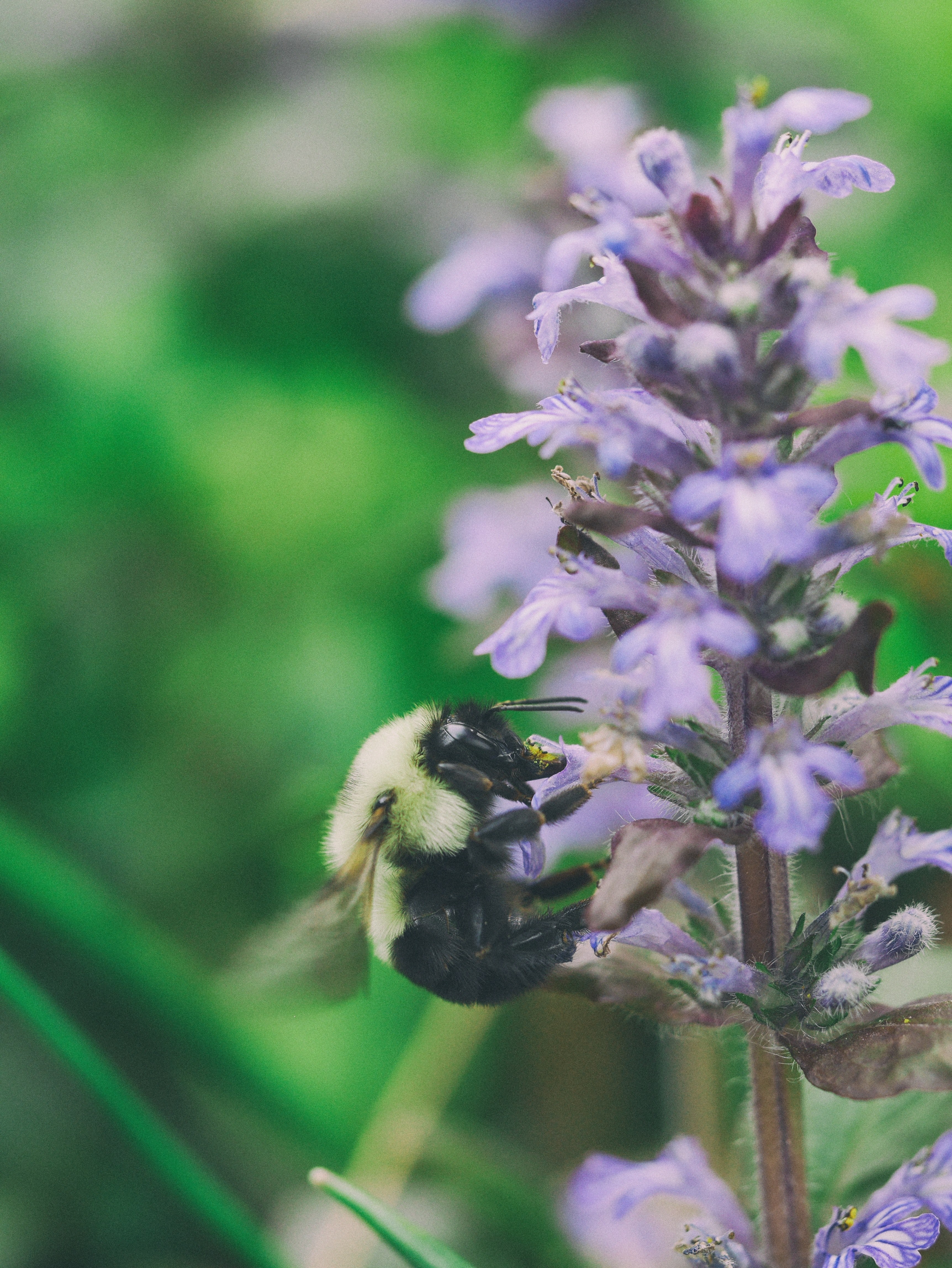 bee pollinates a purple lavender plant in the wild, plant pollination 4k, Phone HD Wallpaper