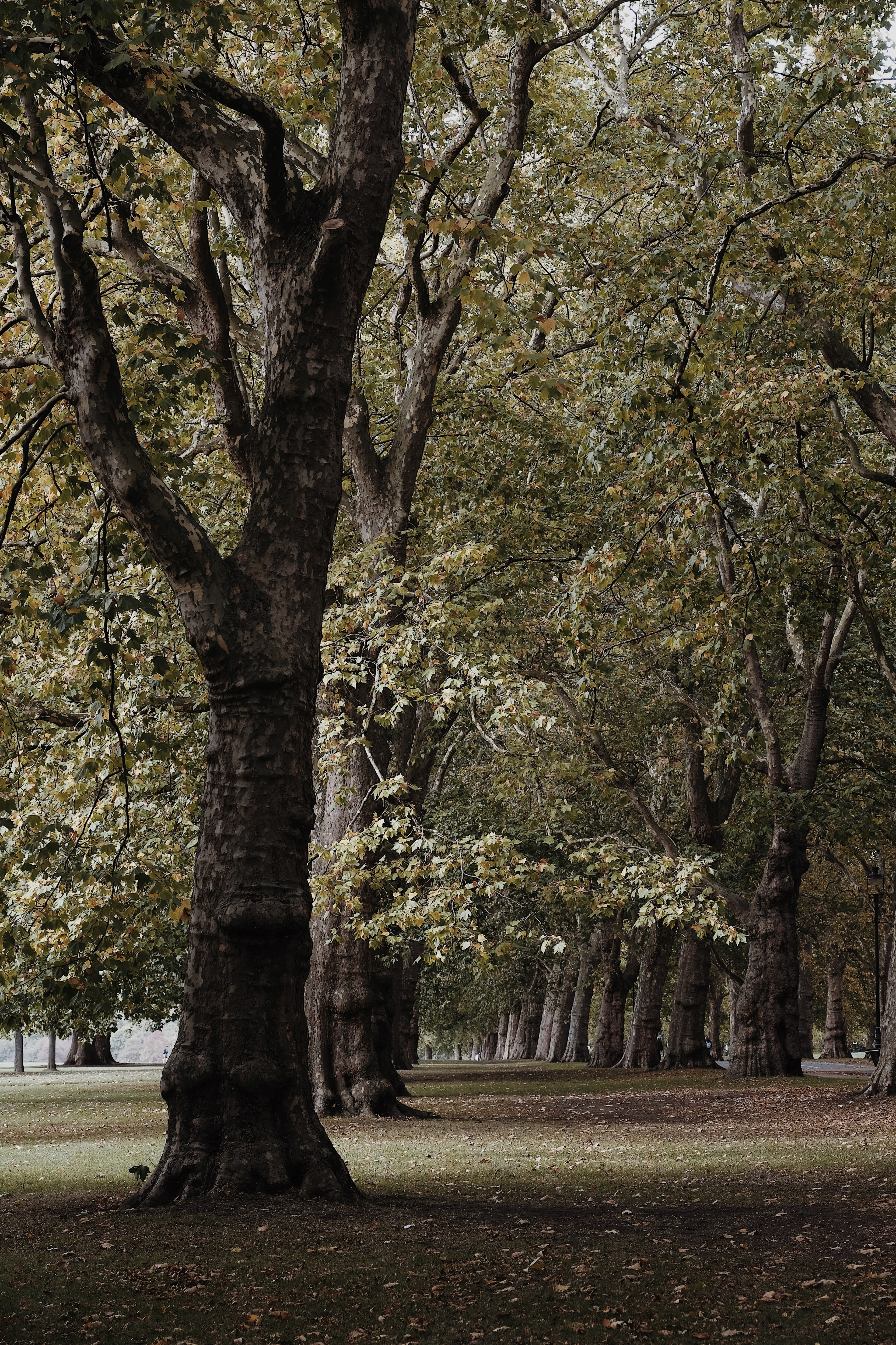 autumn is here 4k, Phone HD Wallpaper