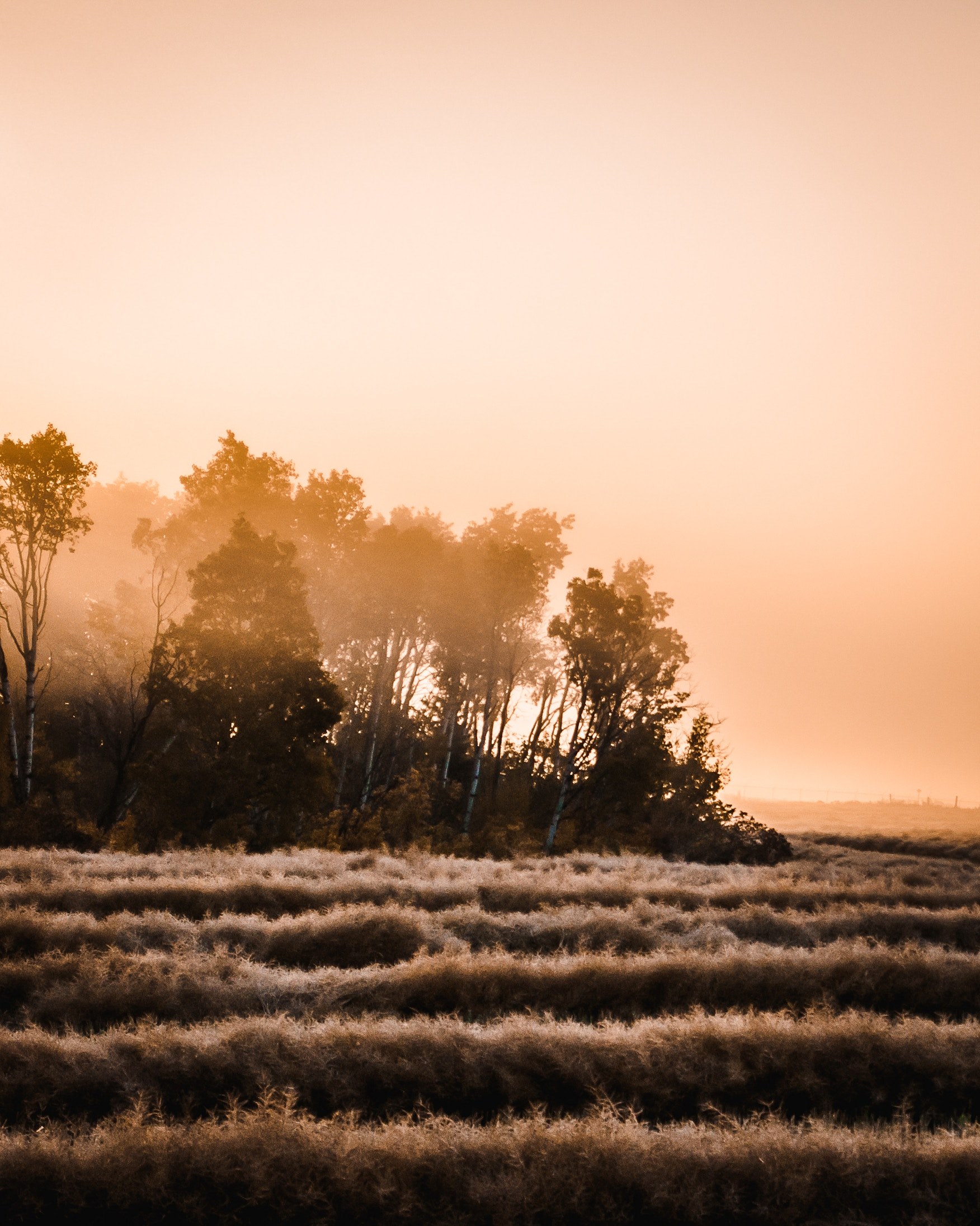 trees field fog and mist hd, 4k, Phone HD Wallpaper