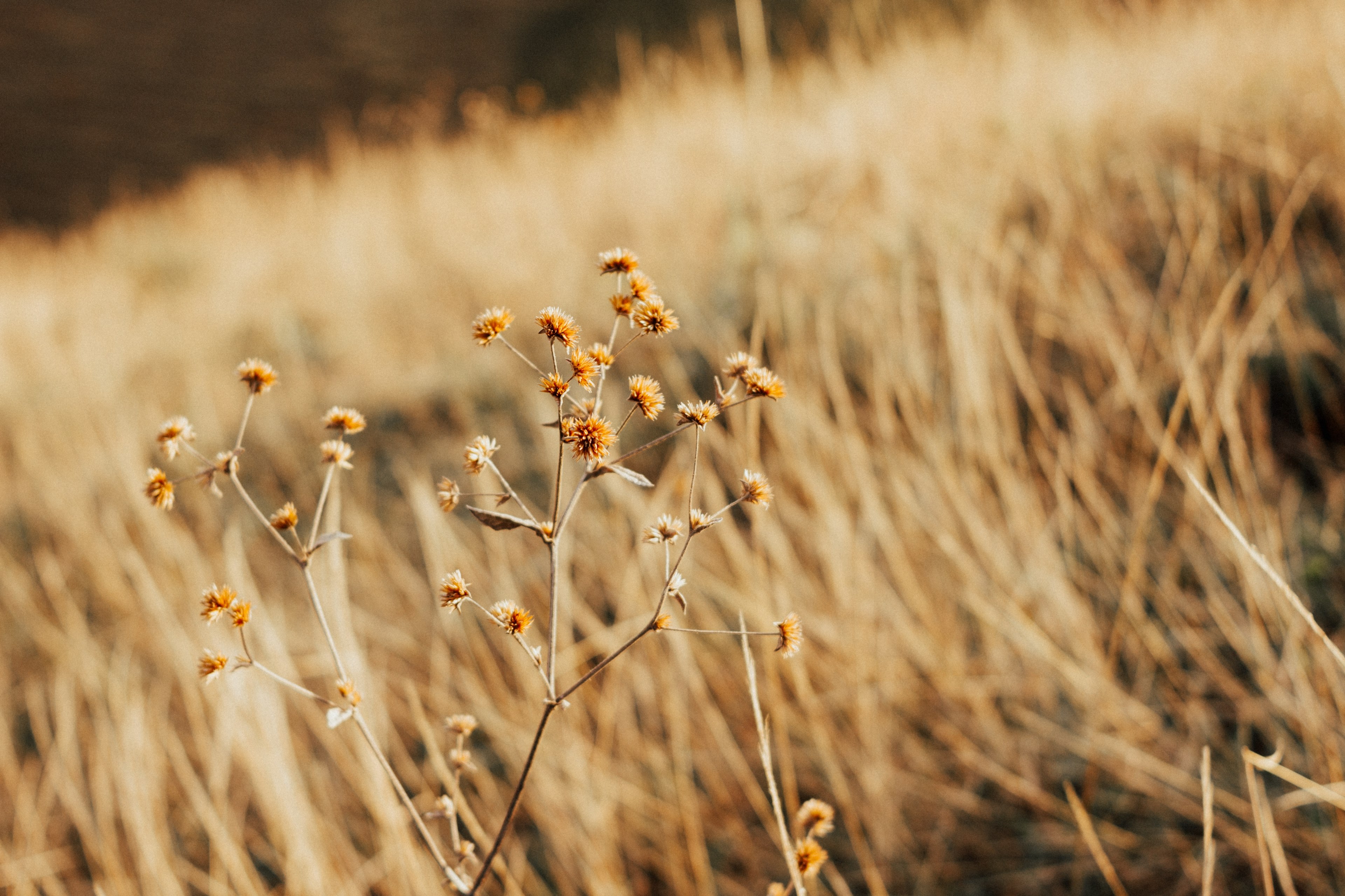 afternoon light_ 4k, HD Wallpaper