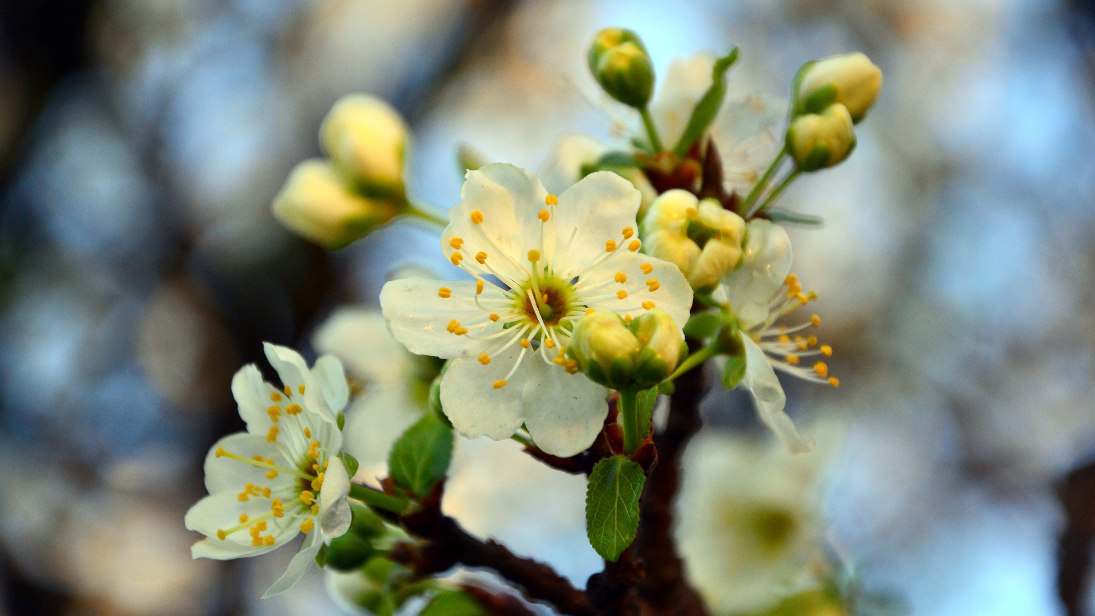 blossom, cherry, spring, branch, 4k, HD Wallpaper