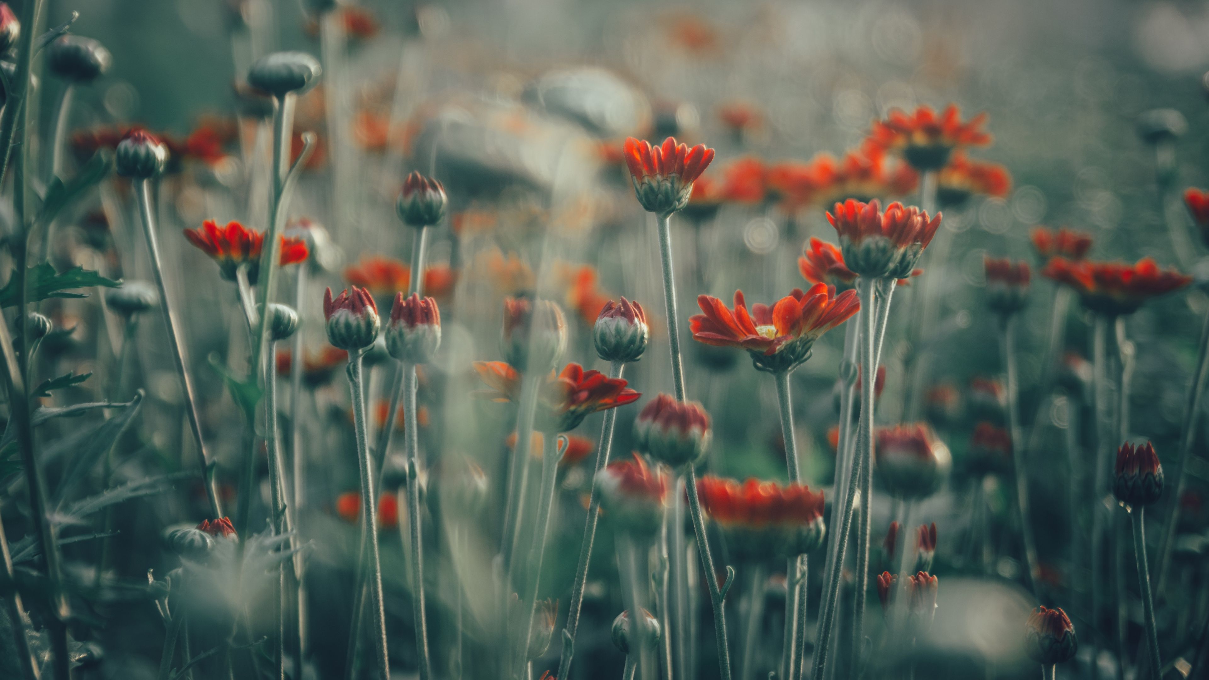 flowers, field, glare, 4k, HD Wallpaper
