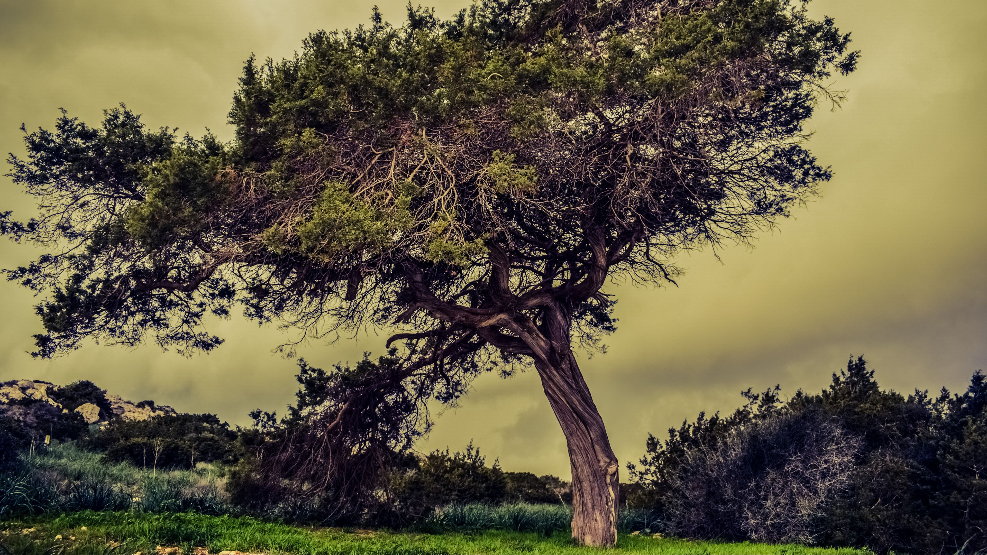 tree, meadow, summer, 4k, HD Wallpaper