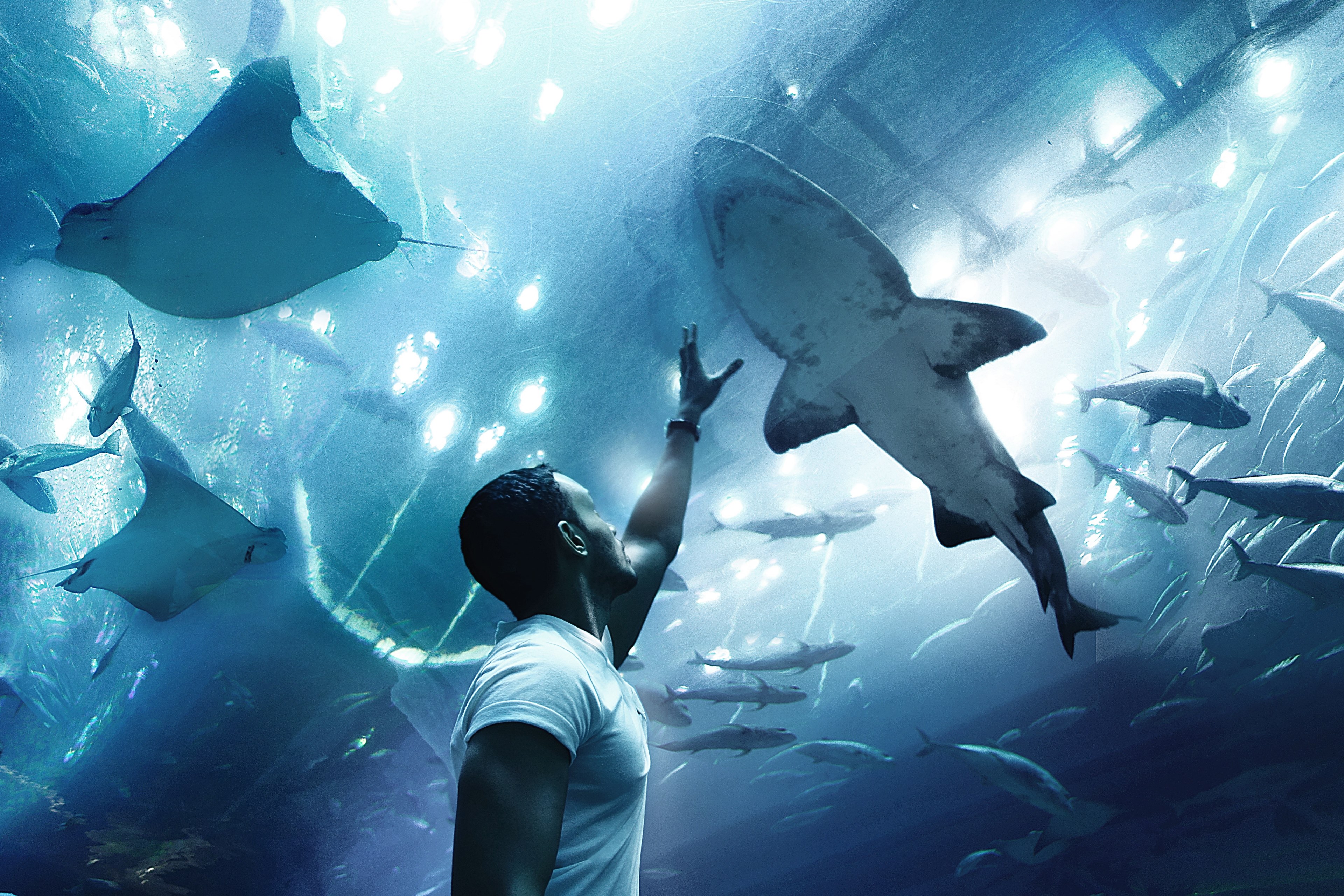 a man raises his hands towards a shark in dubai aquarium amp underwater zoo, _dubai aquarium 4k, HD Wallpaper