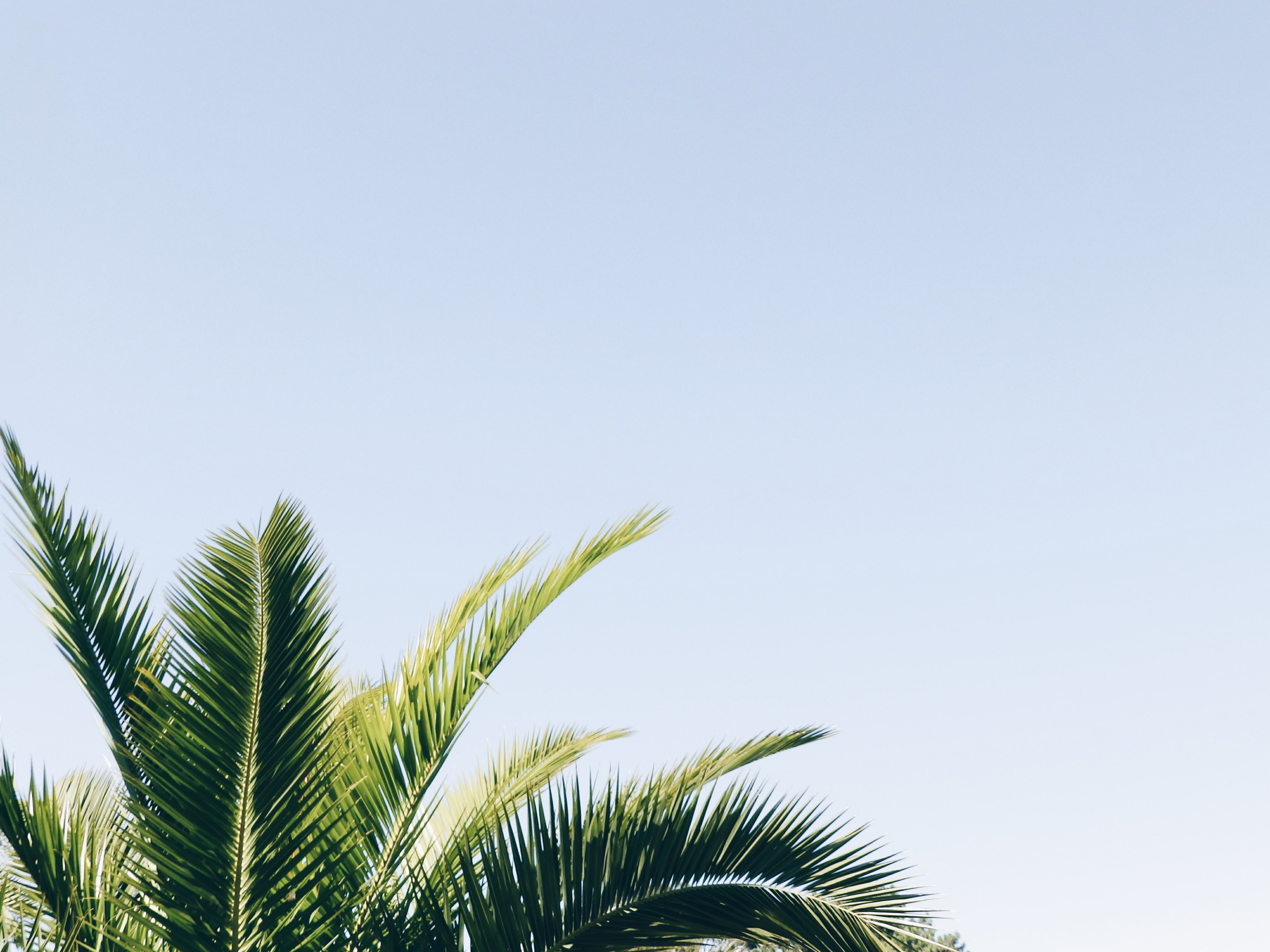 palmtree tree plant and minimal 4k, HD Wallpaper