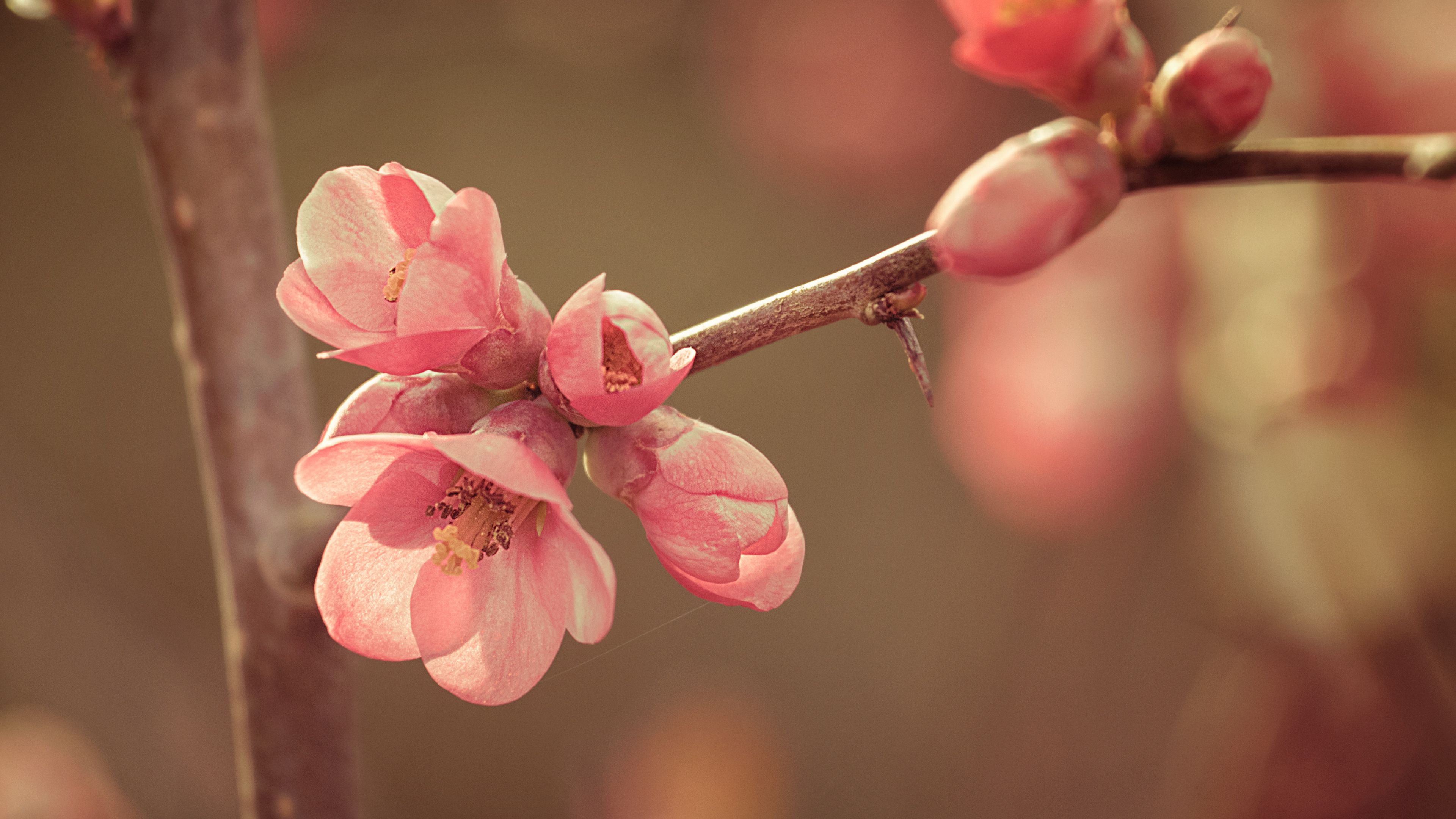 flower, spring, bloom, 4k, HD Wallpaper