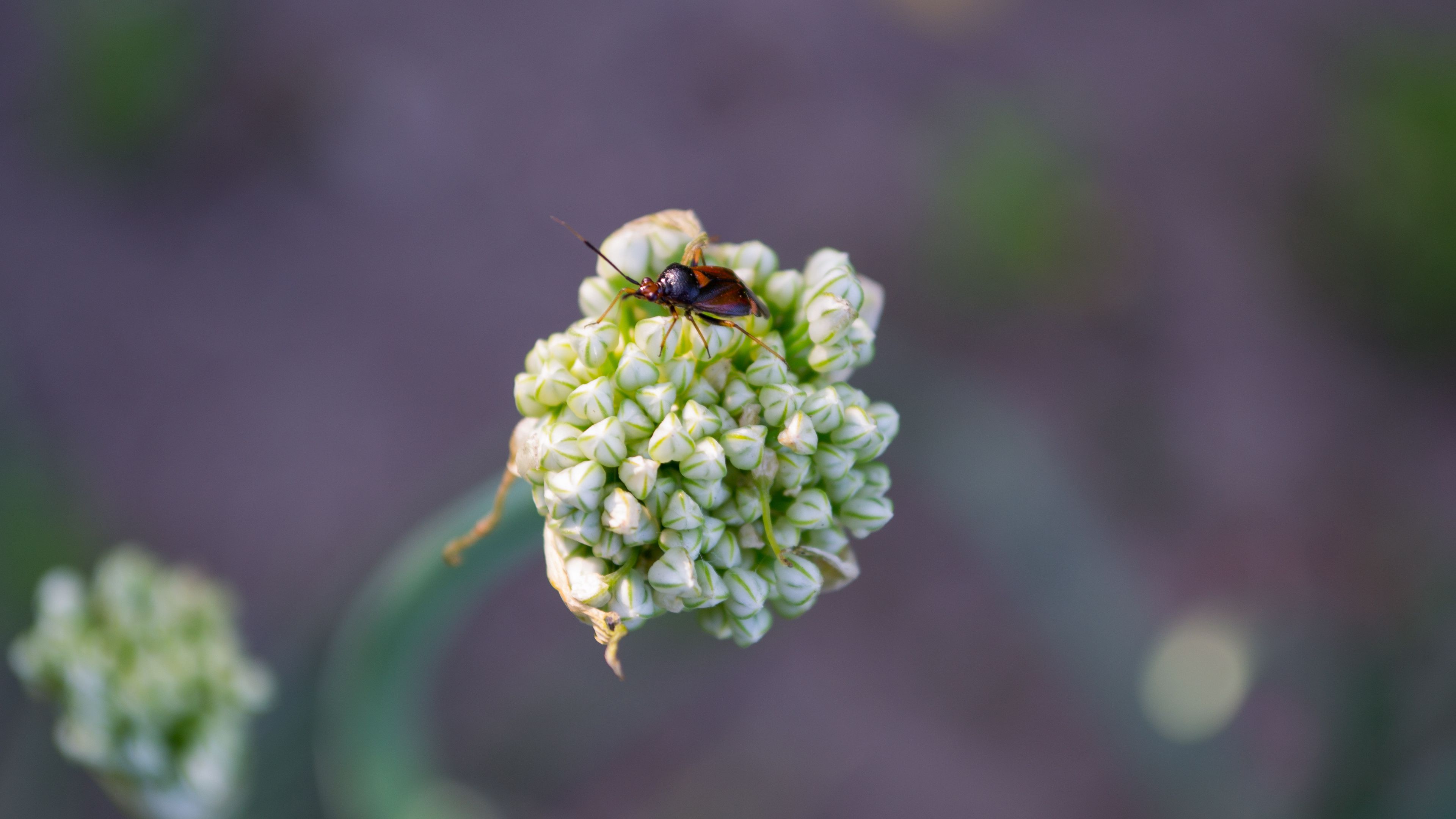 beetle, flower, macro, 4k, HD Wallpaper