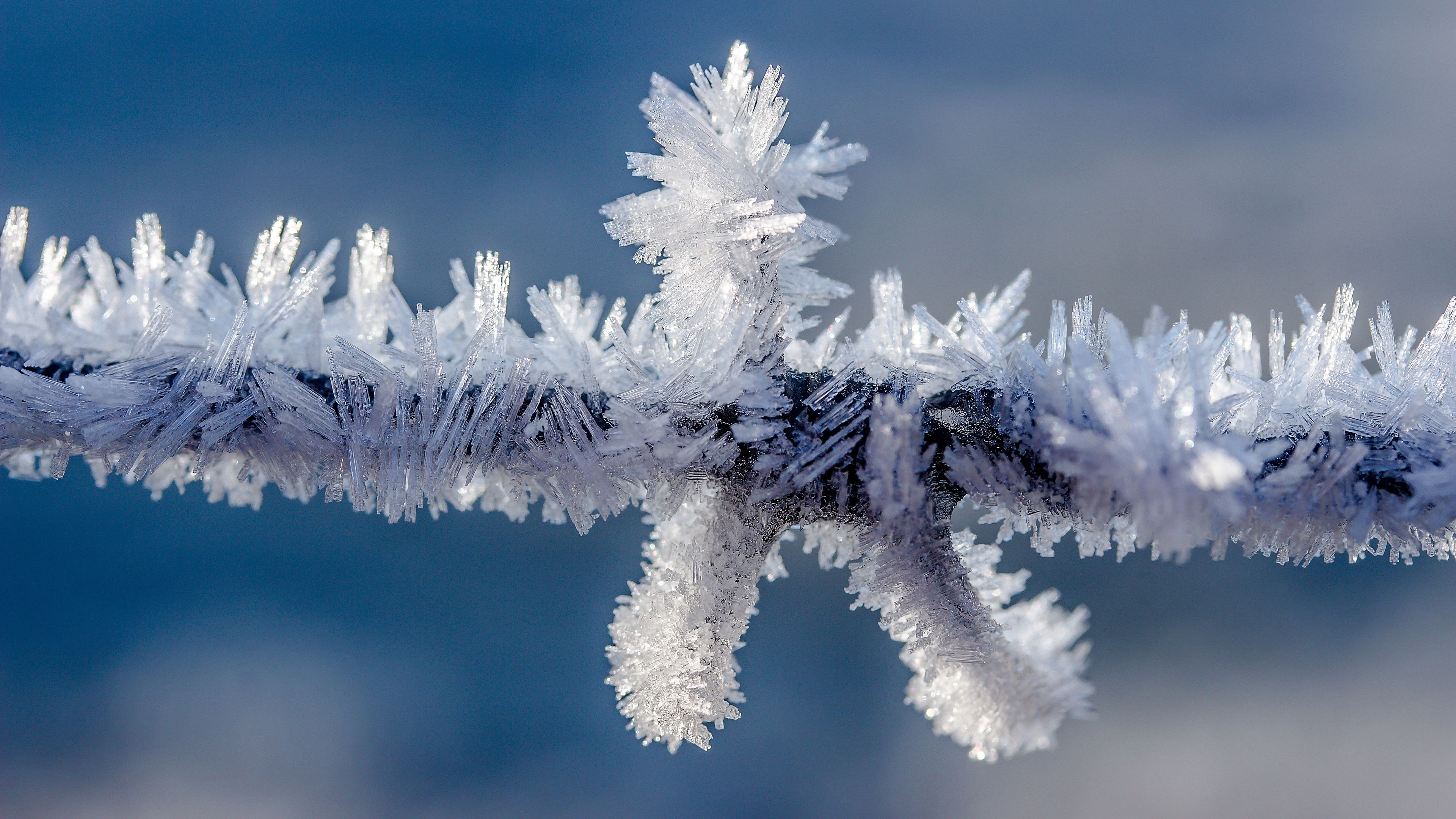 hoarfrost, frost, branch, winter, 4k, HD Wallpaper