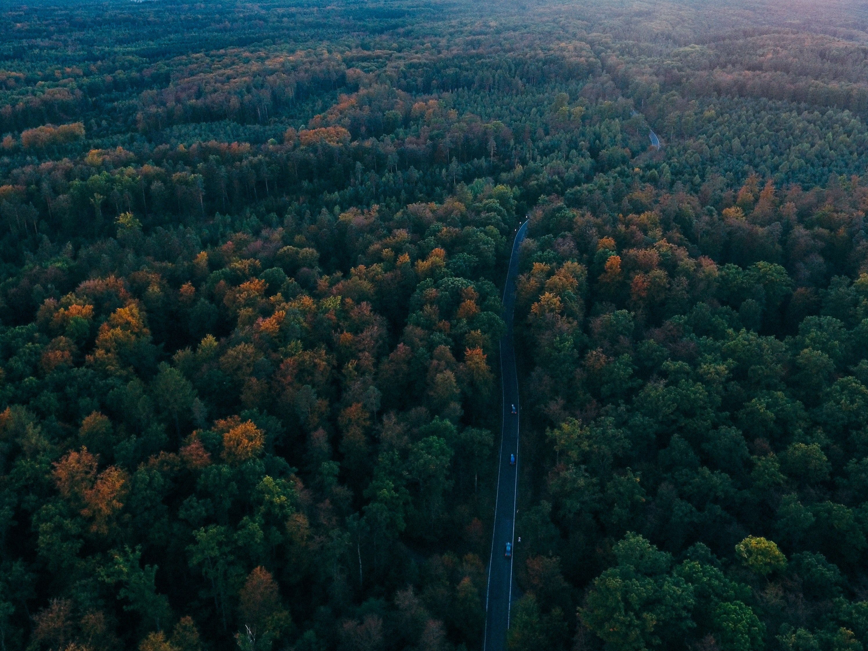 an aerial shot of a road surrounded by dense woods on both sides, summertime sunset 4k, HD Wallpaper