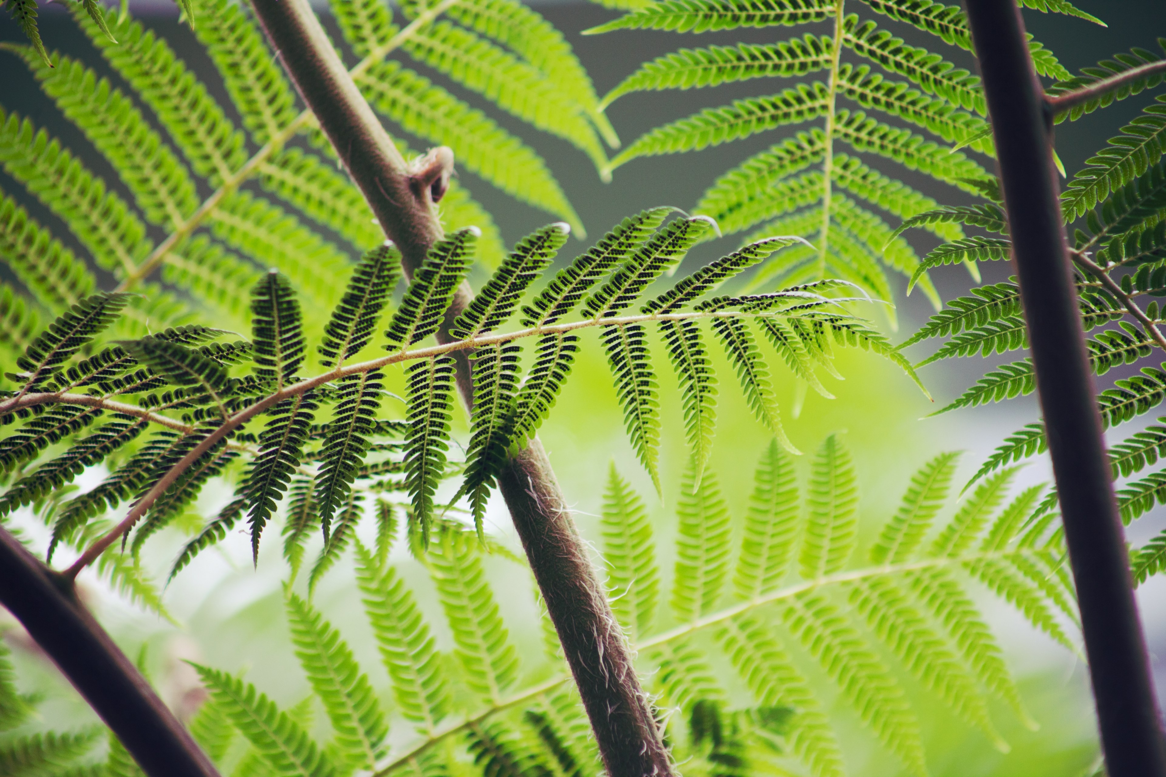 plant fern foliage and leaf 4k, HD Wallpaper