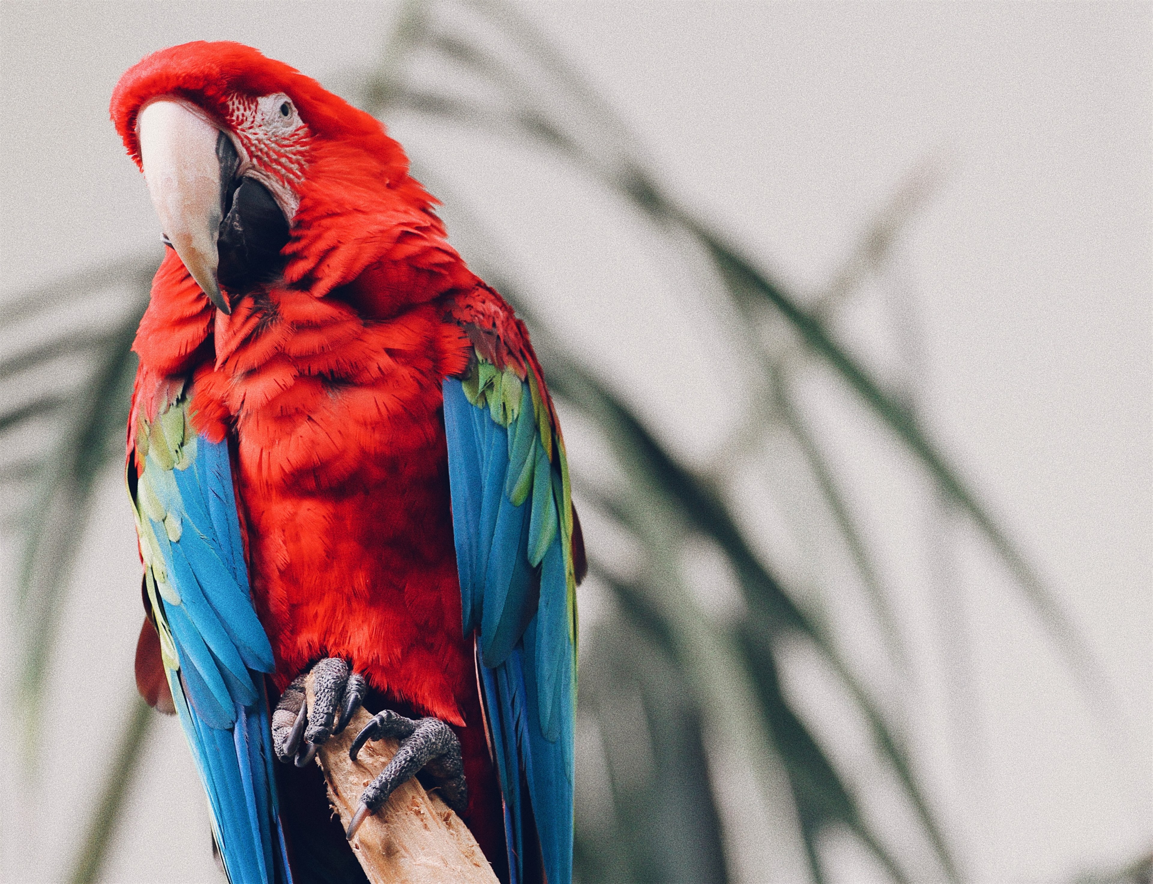 colorful macaw parrot perched on a branch, tropical bird 4k, HD Wallpaper
