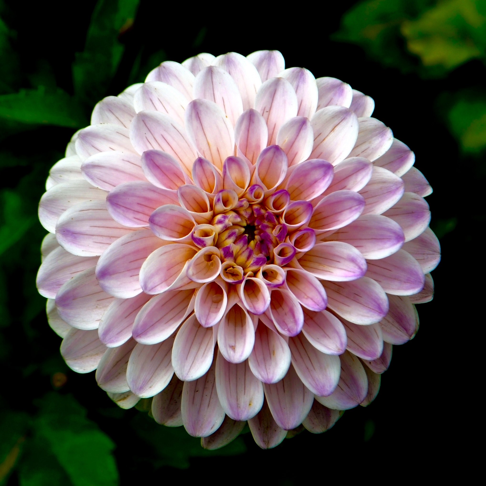 an overhead shot of a pink dahlia, a pink flower 4k, HD Wallpaper