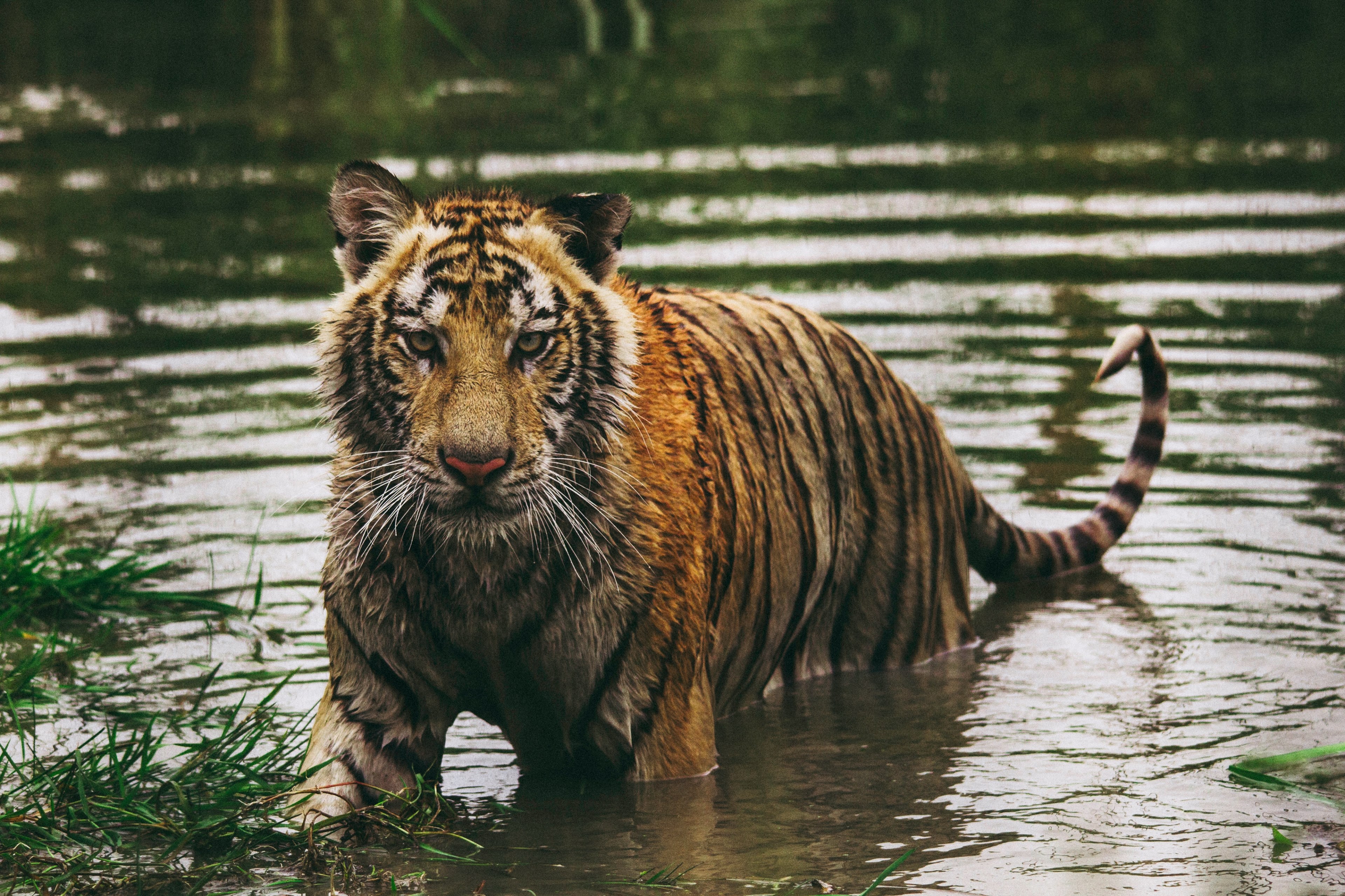 tiger in water in zoo park walking and staring at camera, tiger in water 4k, HD Wallpaper
