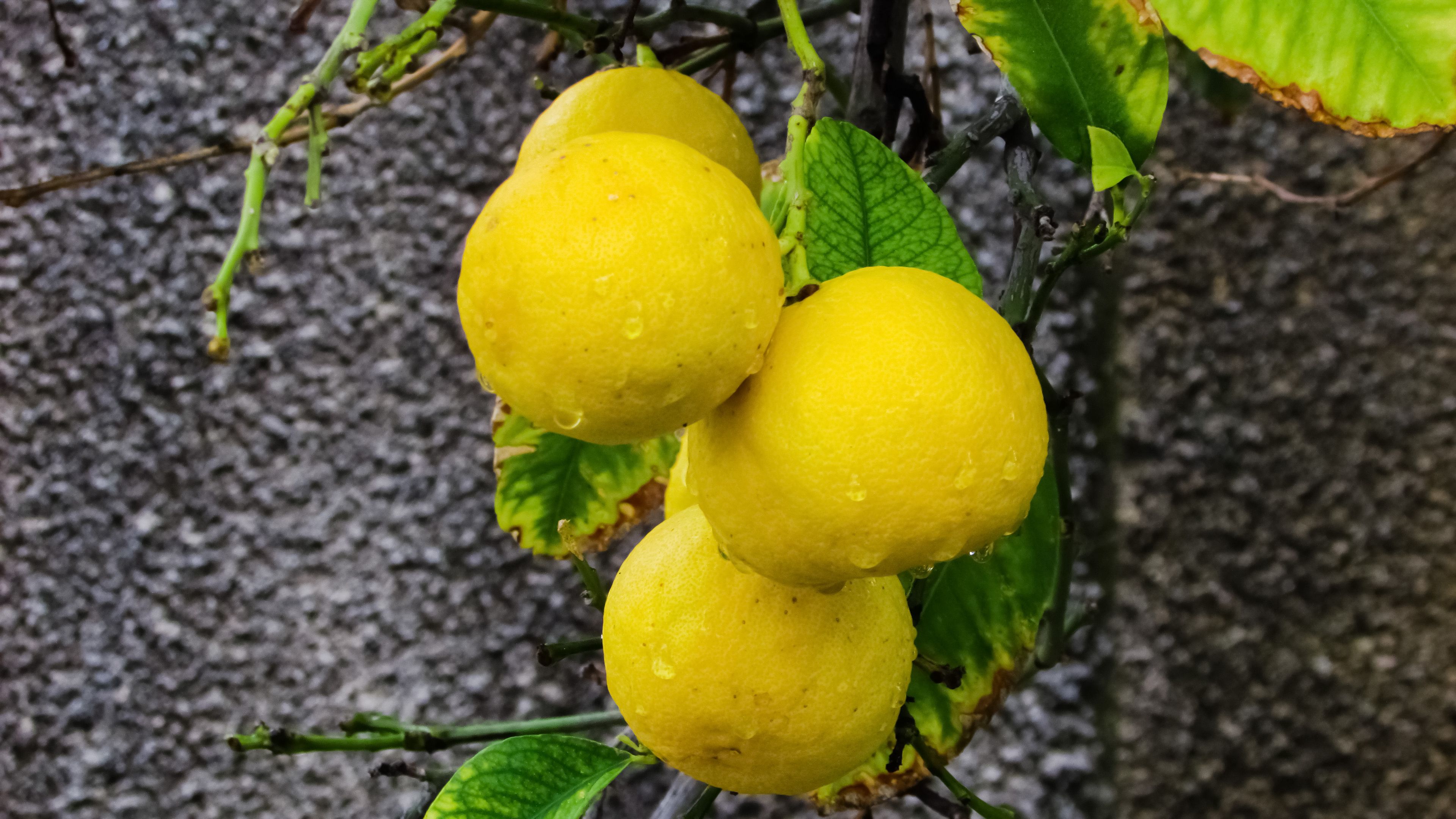 manadriny, citrus, branch, drops, 4k, HD Wallpaper