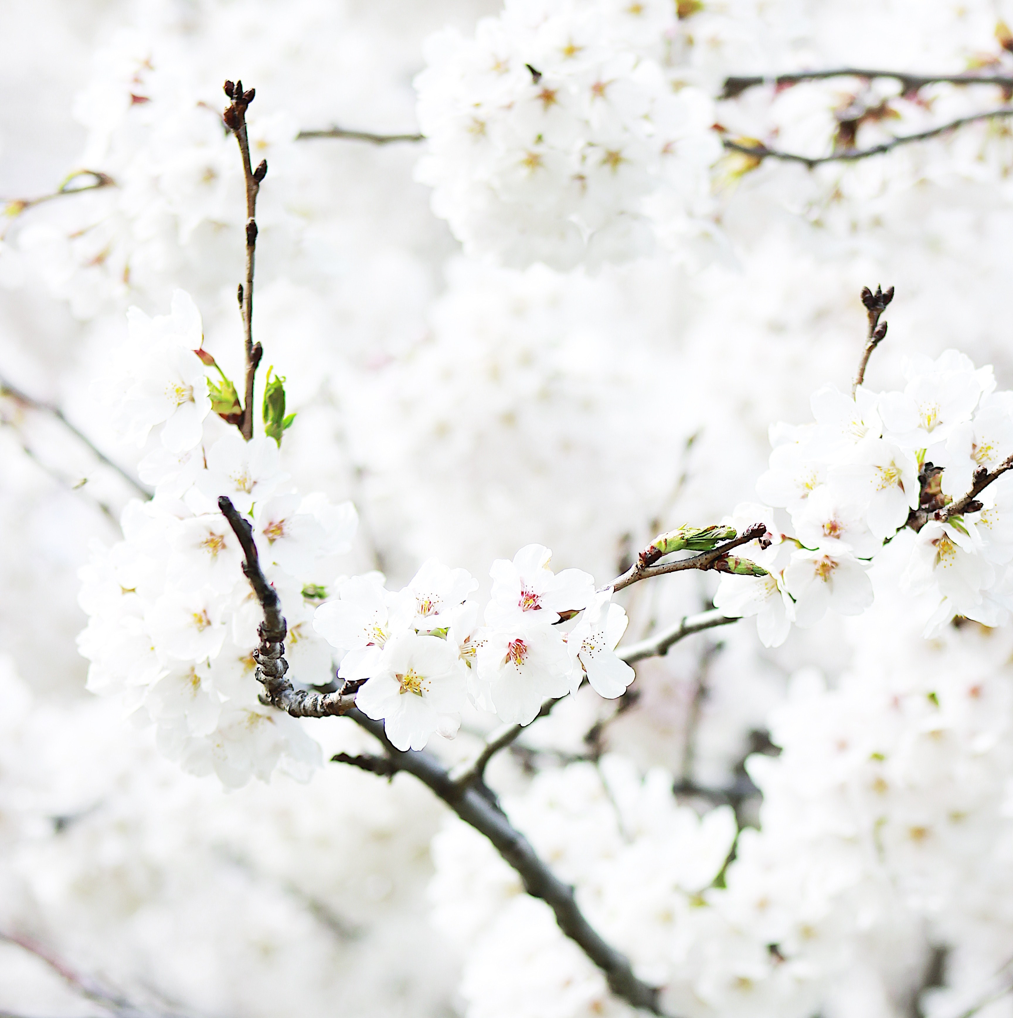 close up of cherry blossom branch in full bloom in spring high park, lost in white 4k, Phone HD Wallpaper