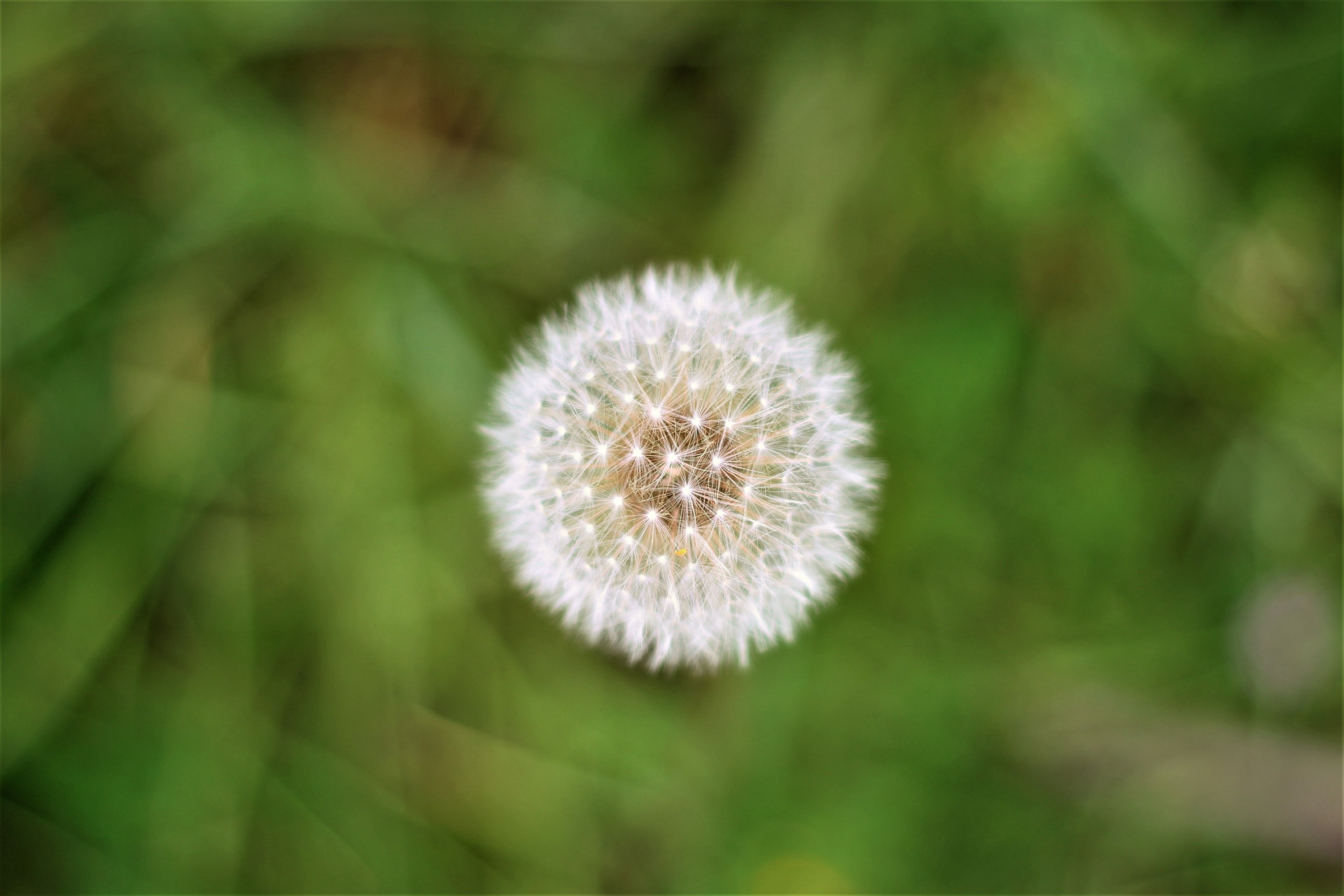 dandelion green wish and plant 4k, HD Wallpaper