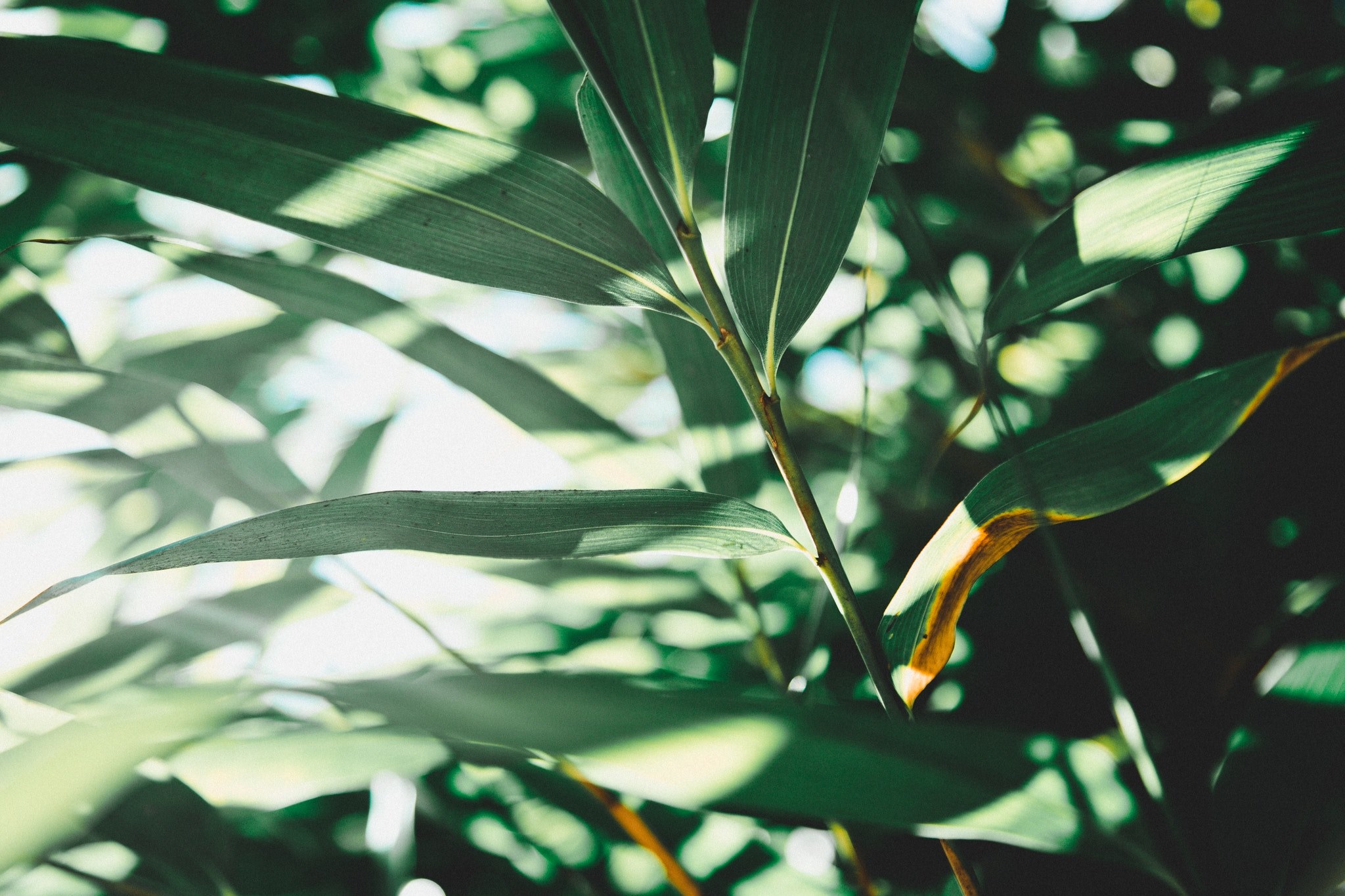 plant leafe leaf and foliage 4k, HD Wallpaper