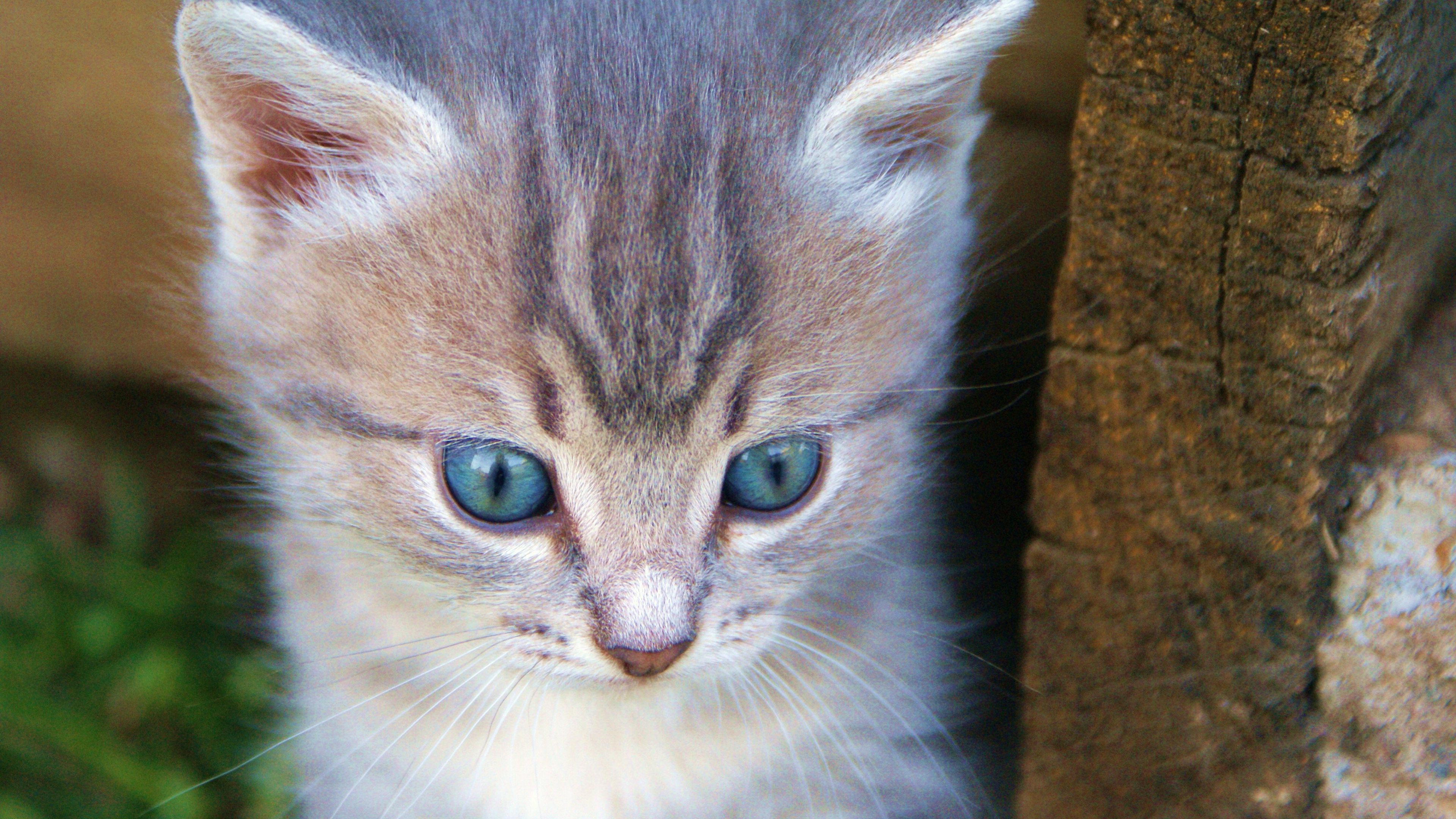 kitten, muzzle, cute, 4k, HD Wallpaper