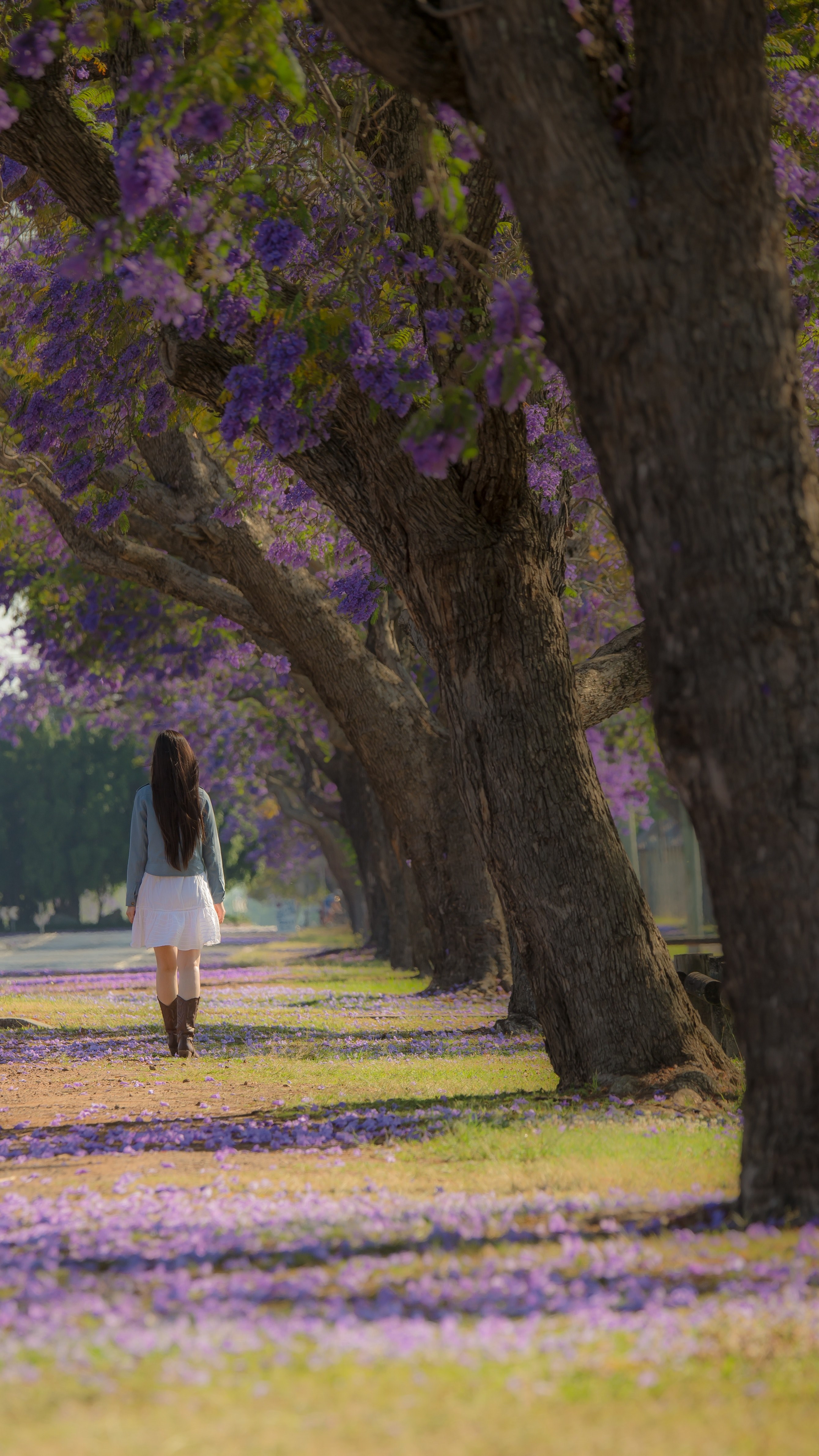 jacaranda festival 4k, Phone HD Wallpaper