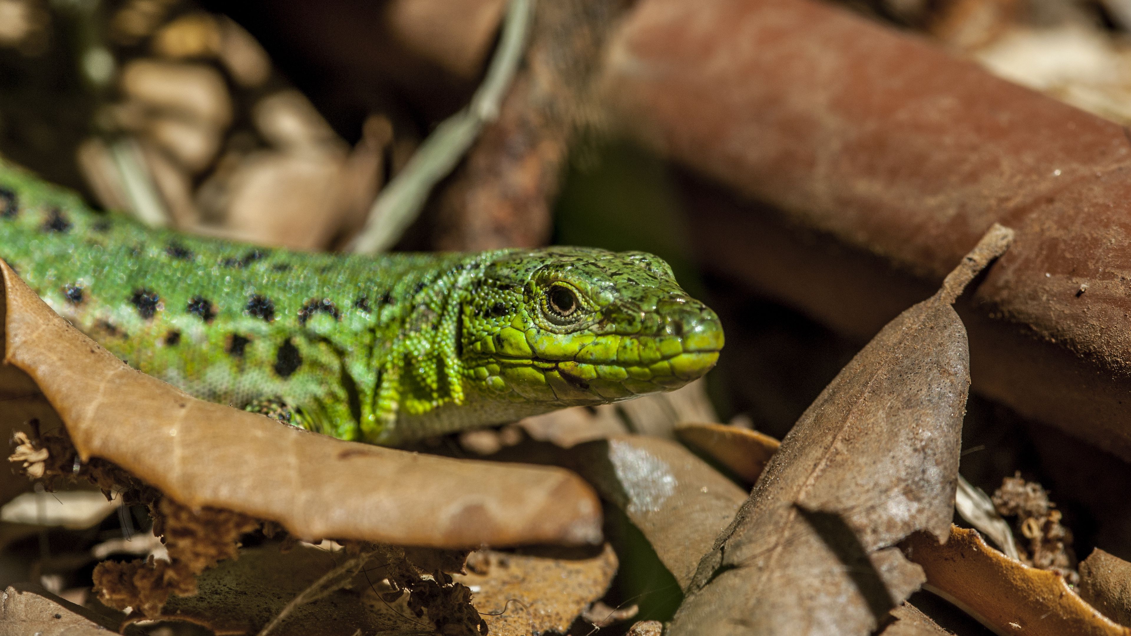 lizard, leaves, reptile, 4k, HD Wallpaper