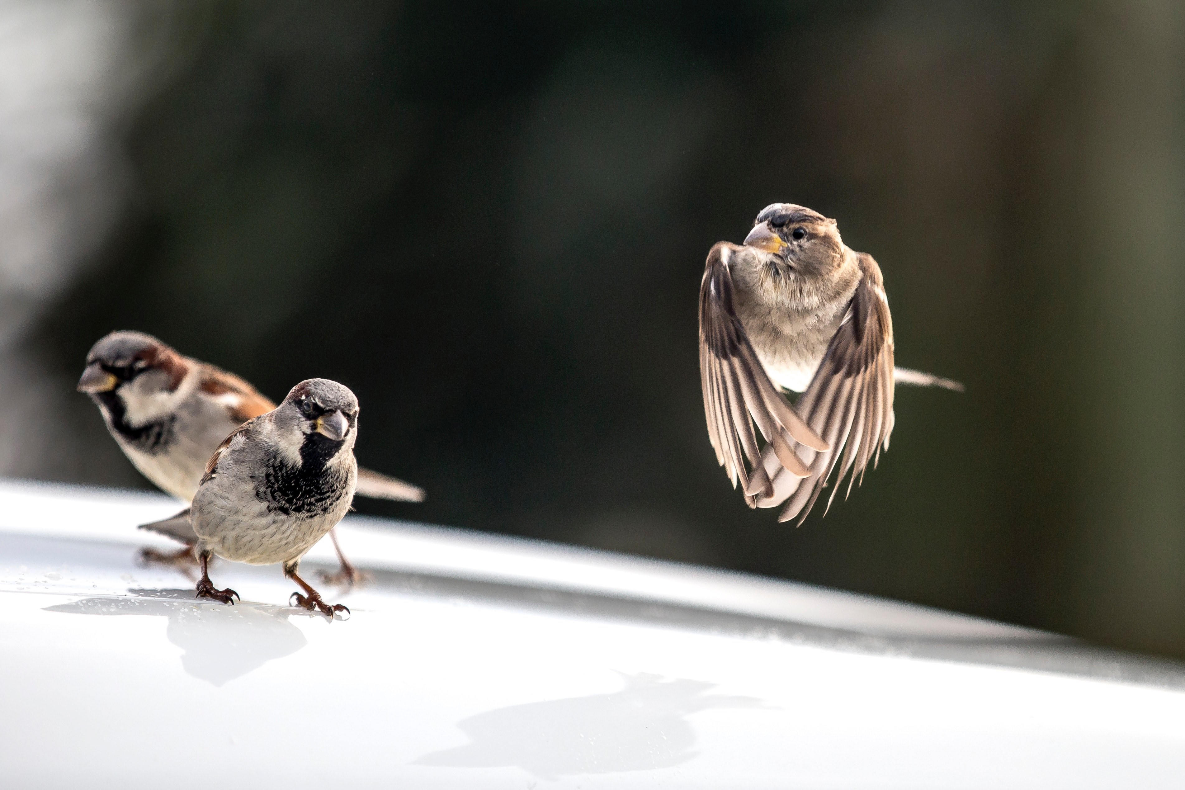 small birds mid flight perched on a reflective surface outside, birds in motion 4k, HD Wallpaper