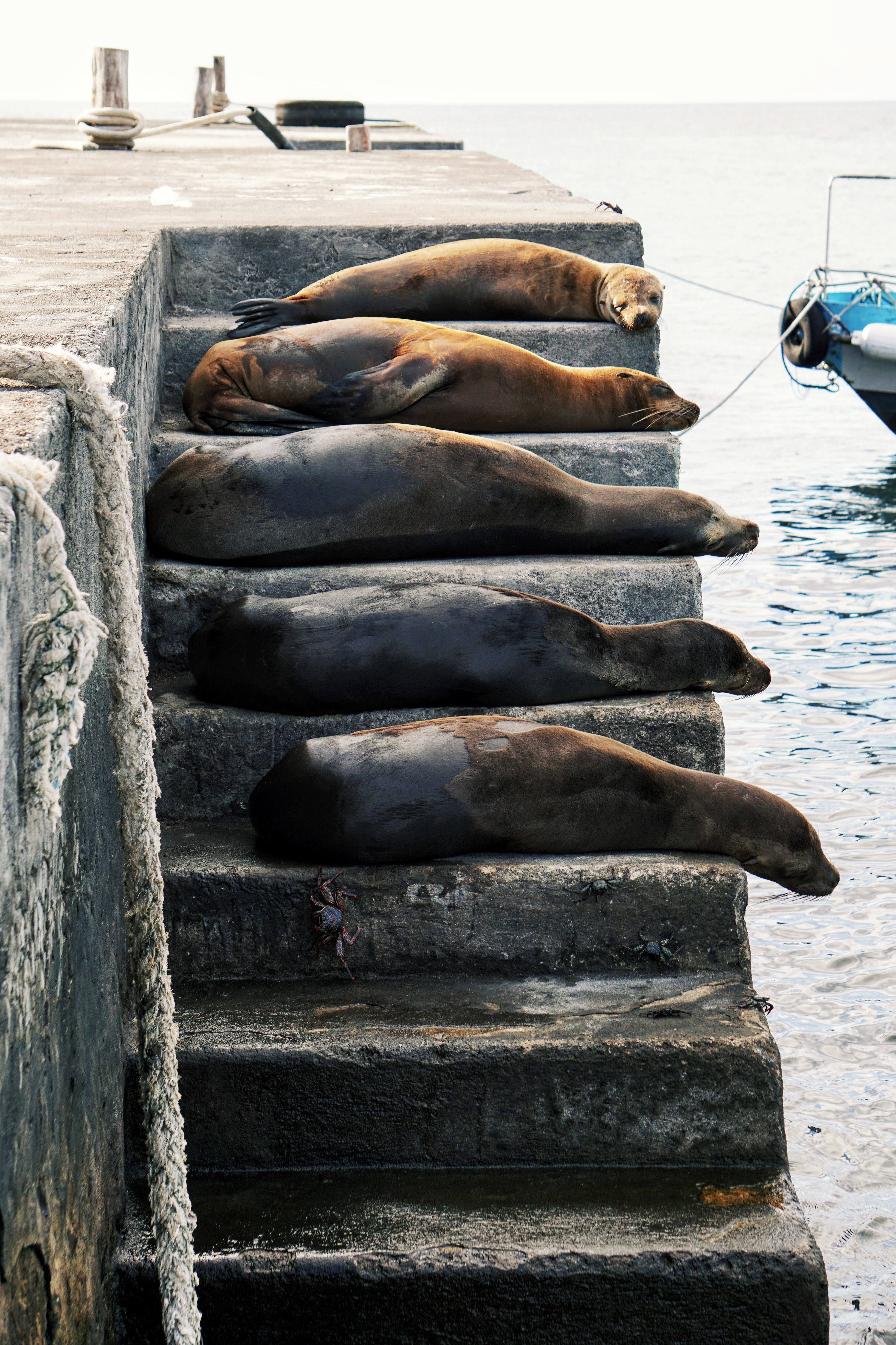 nose sea island and galapagos island hd, 4k, Phone HD Wallpaper