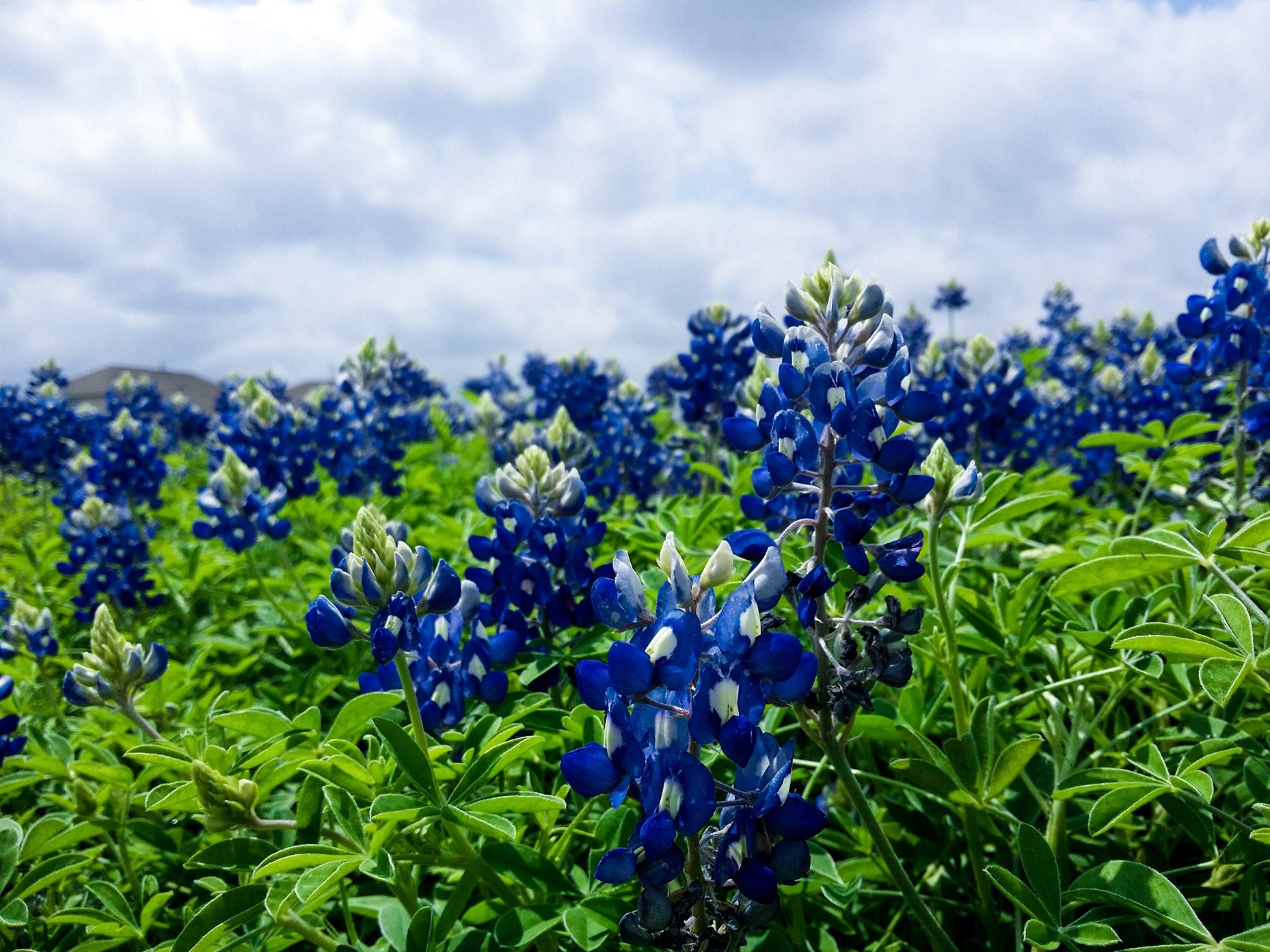 blue lilac flowers blooming in a garden, blue lilac 4k, HD Wallpaper