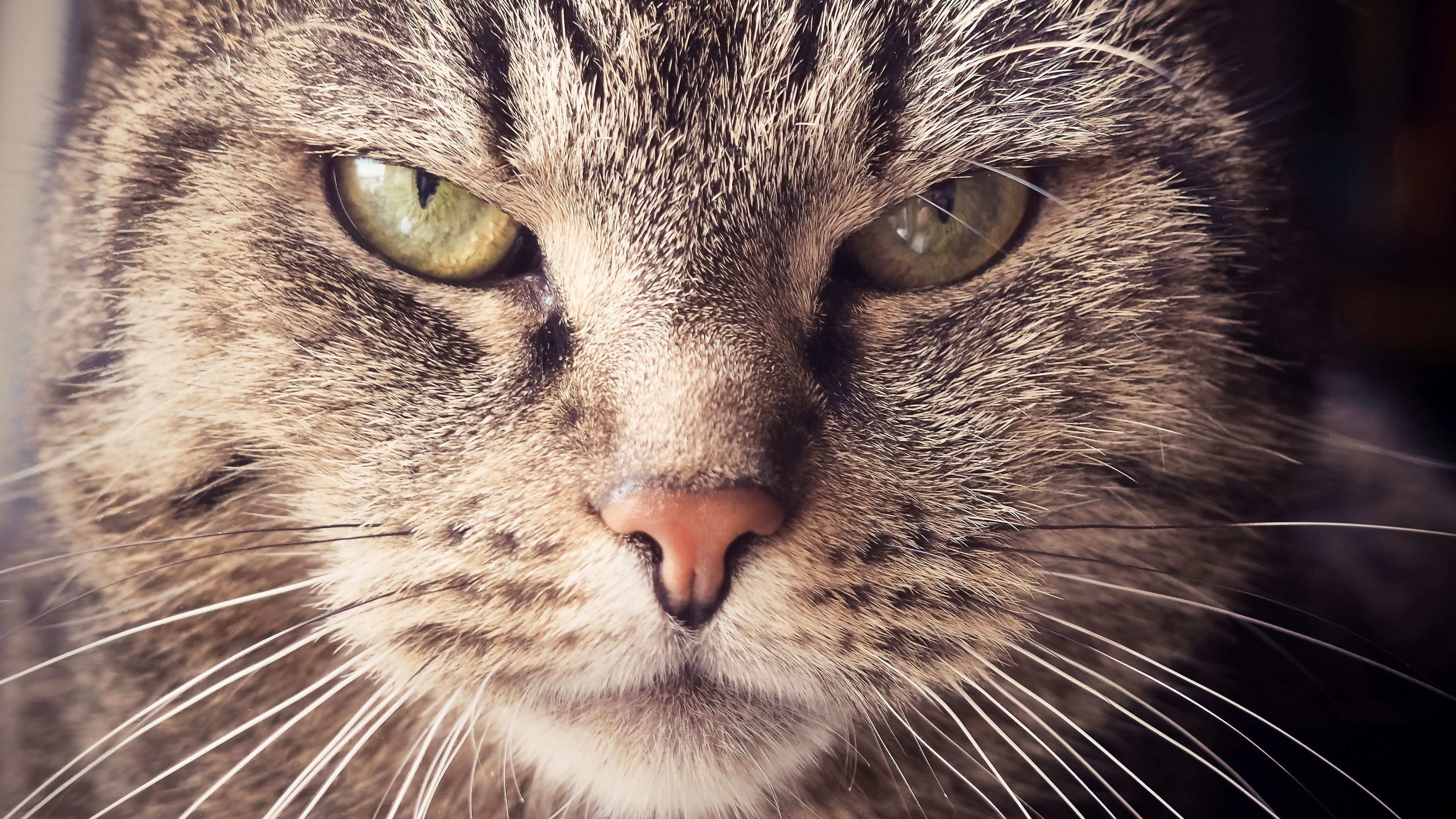 cat, muzzle, severe, look, 4k, HD Wallpaper