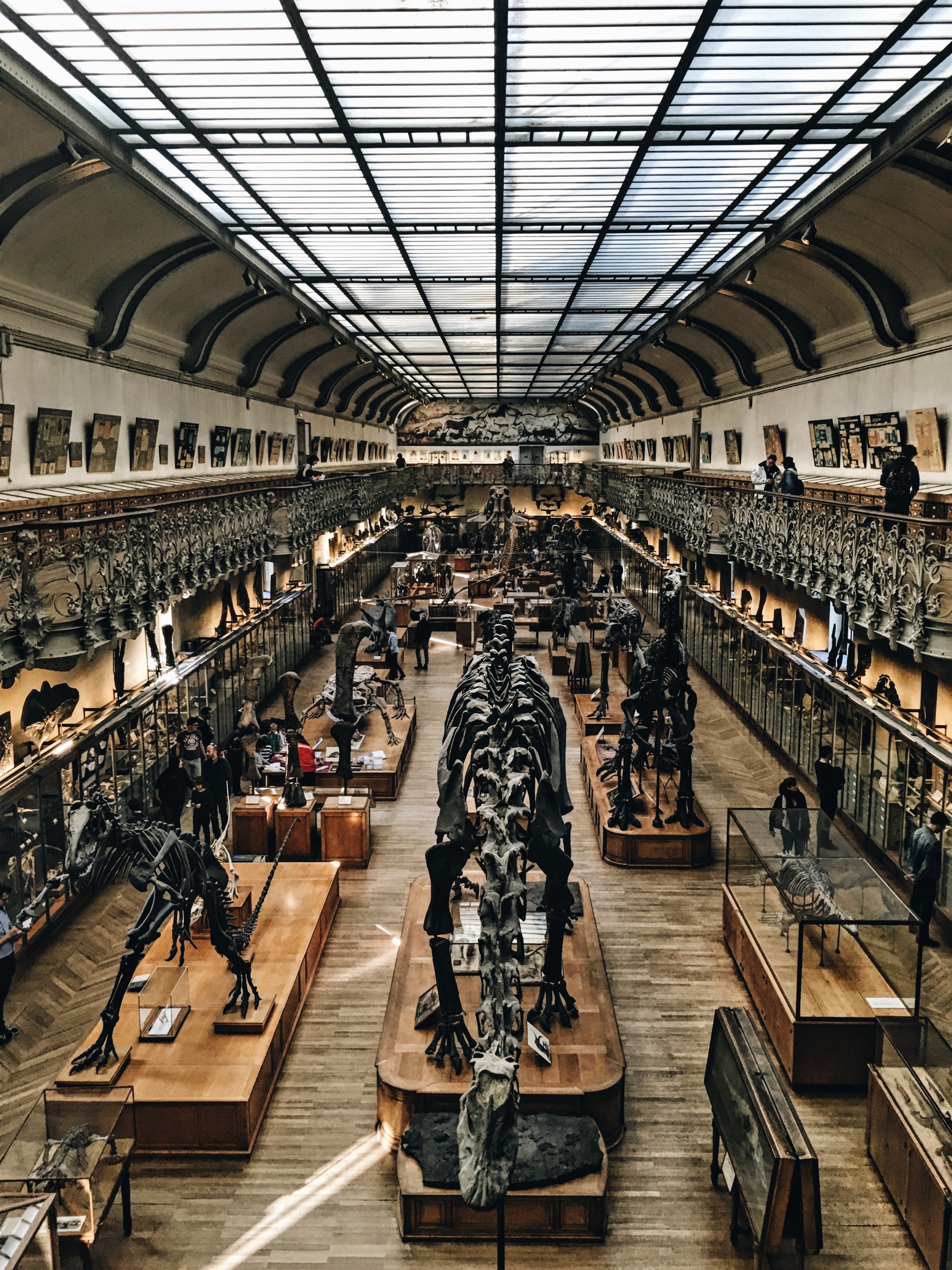 a museum with dinosaur and reptile skeletons, dinosaur skeleton museum 4k, Phone HD Wallpaper