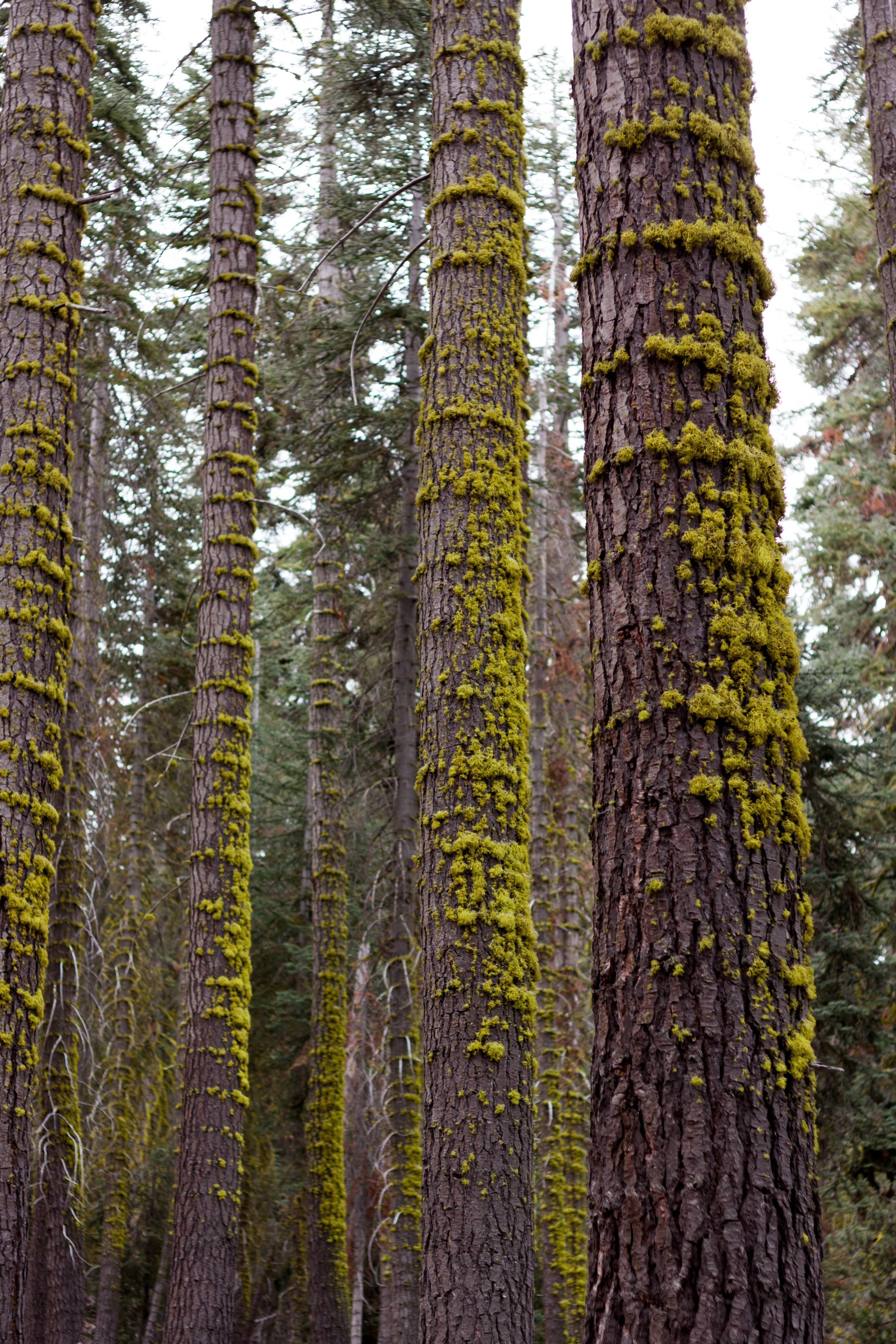 moss on the bark of tall trees near lake alpine, mossy trees near lake alpine 4k, Phone HD Wallpaper