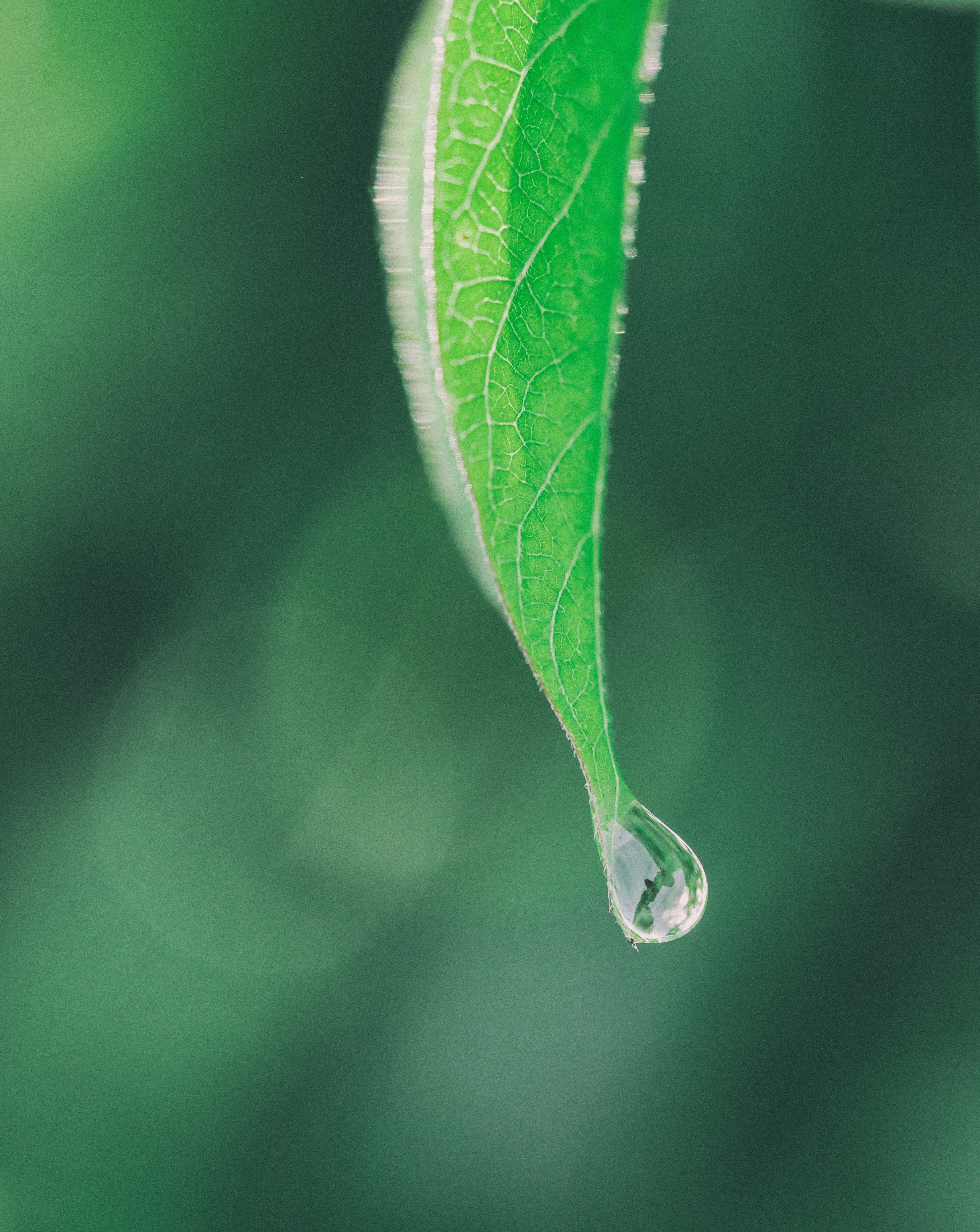 a dewdrop at the tip of a green leaf, dewdrop falling off a leaf 4k, Phone HD Wallpaper
