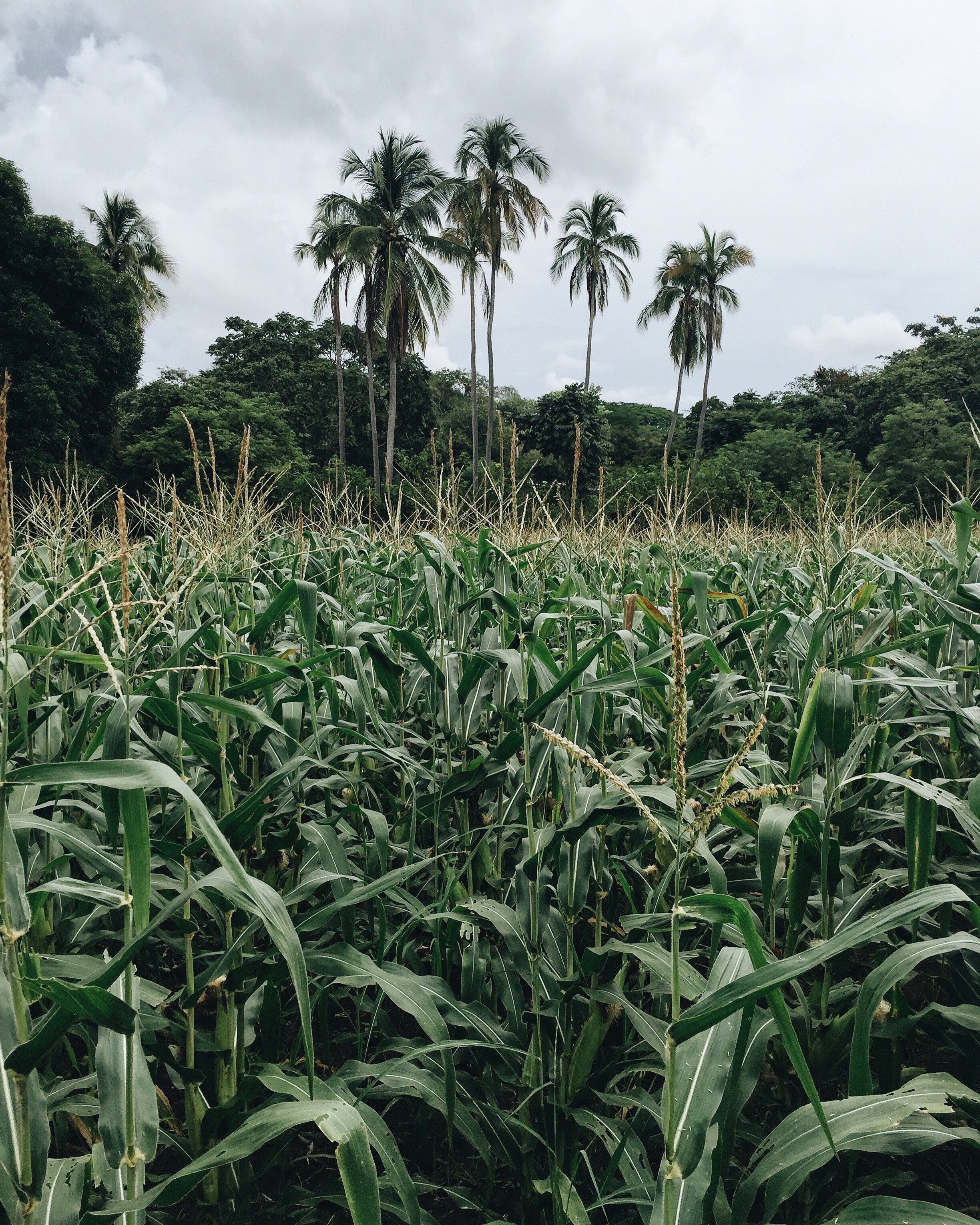 a corn field surrounded by palm trees in la villa de los santos, la villa de los santos field 4k, Phone HD Wallpaper