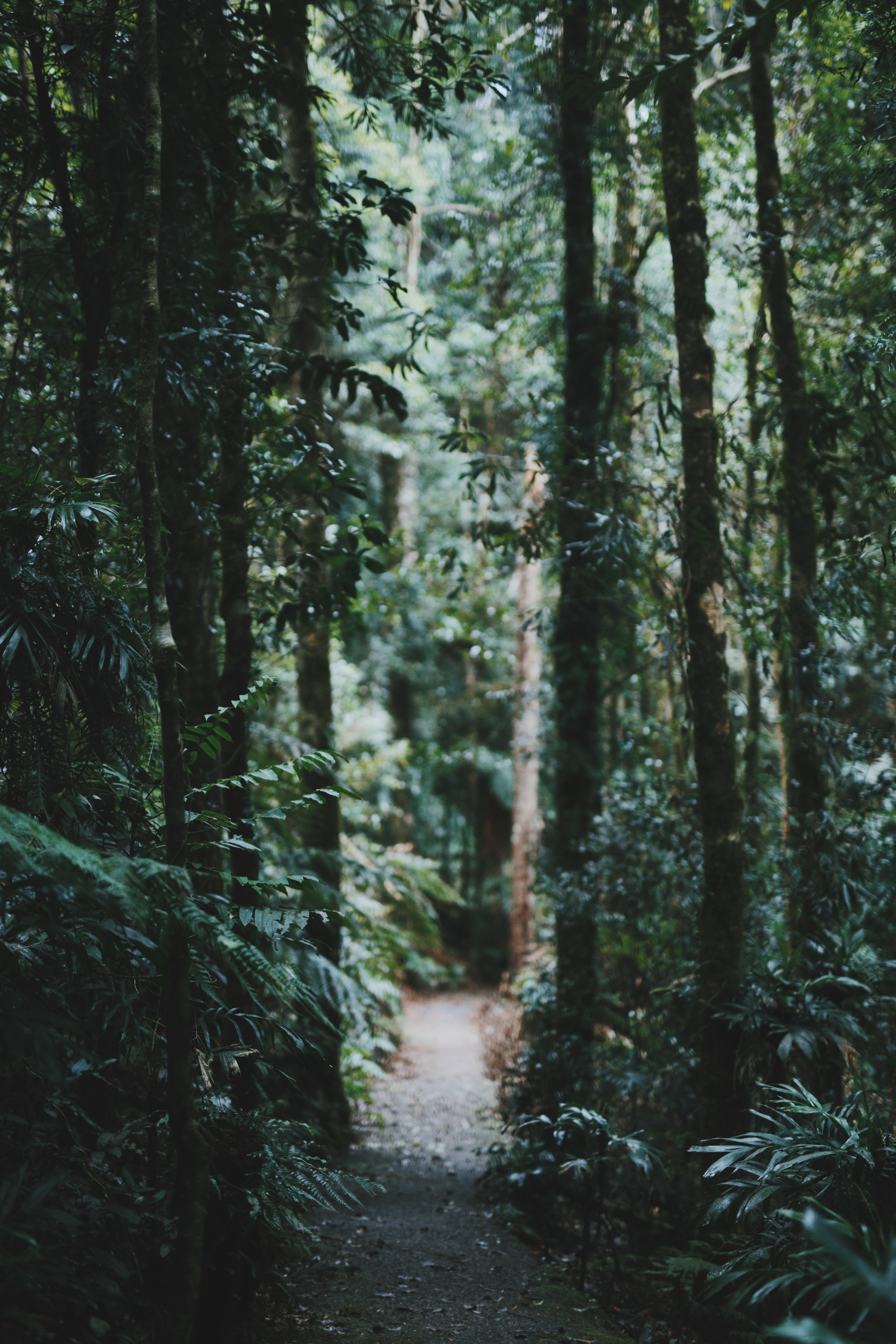 a narrow dirt path through a green forest in bellingen, narrow forest path 4k, Phone HD Wallpaper
