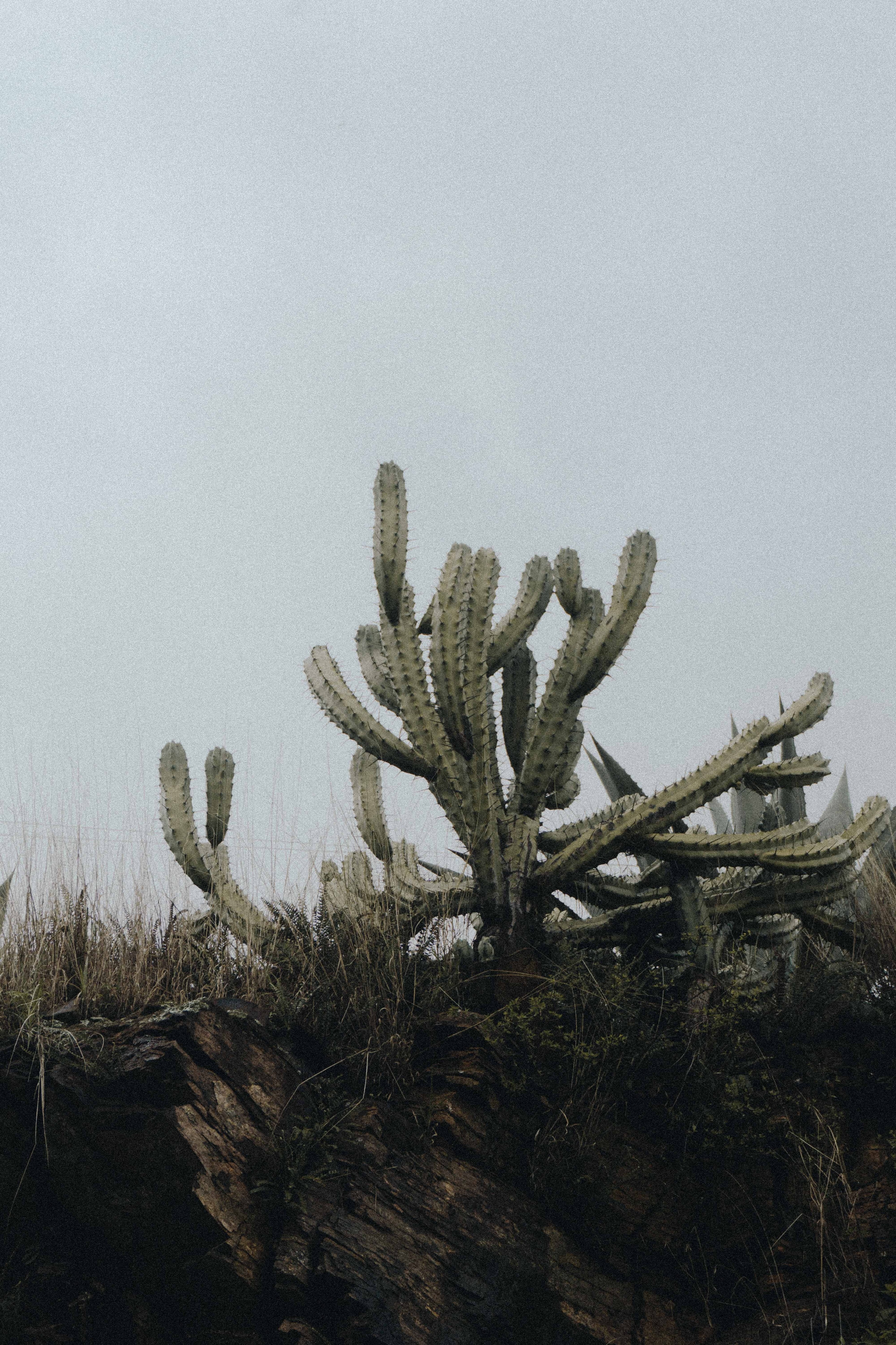 mexico cactu sky and tree hd, 4k, Phone HD Wallpaper
